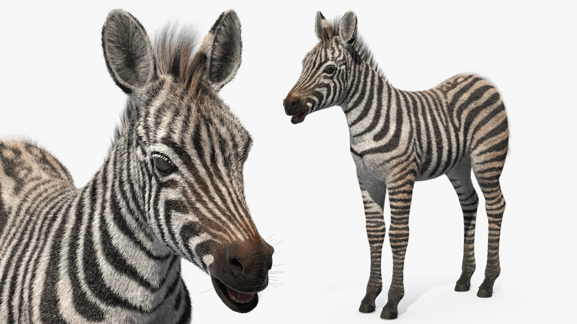 3D model Zebra Adult Foal Fur