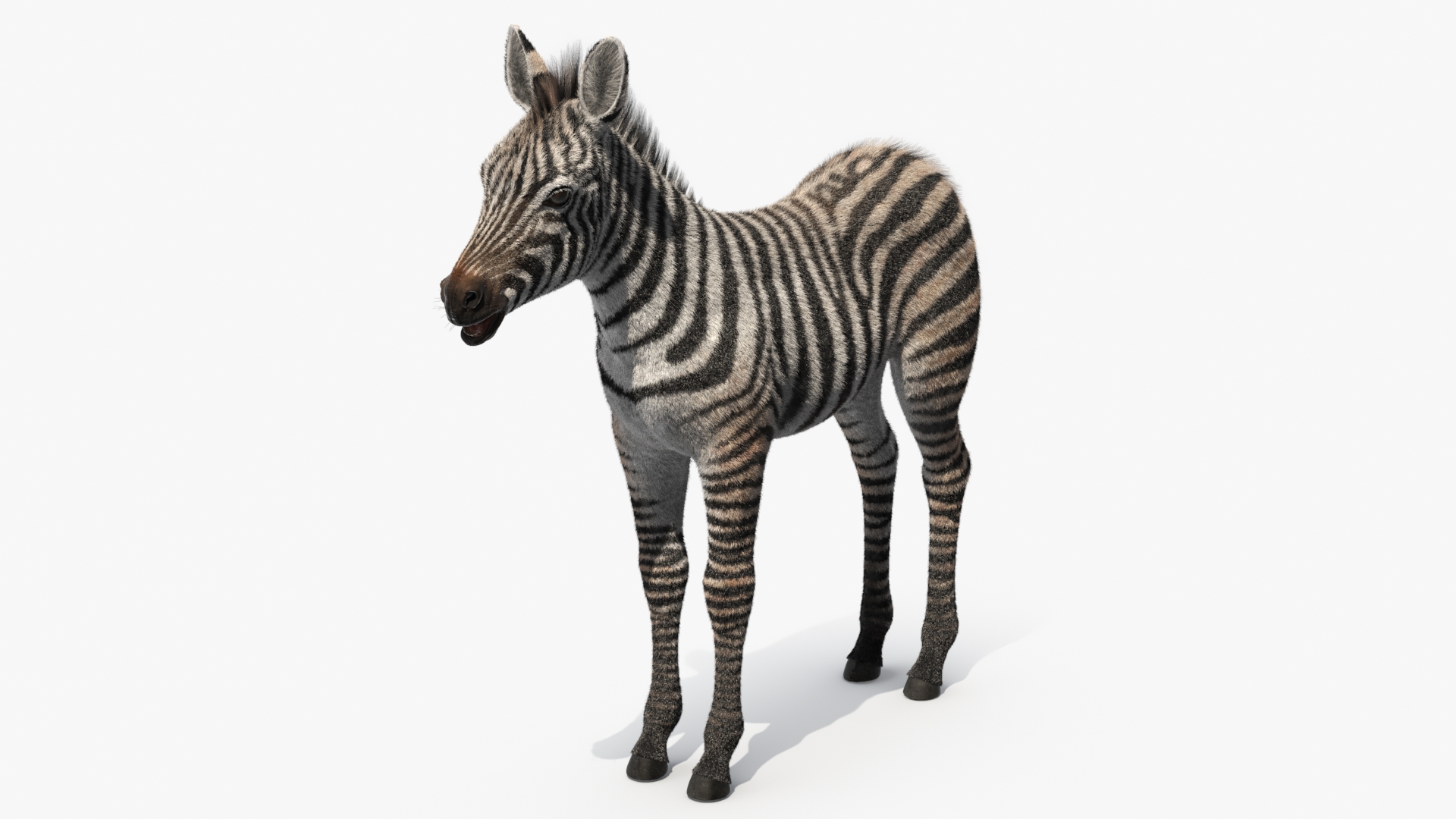 3D model Zebra Adult Foal Fur