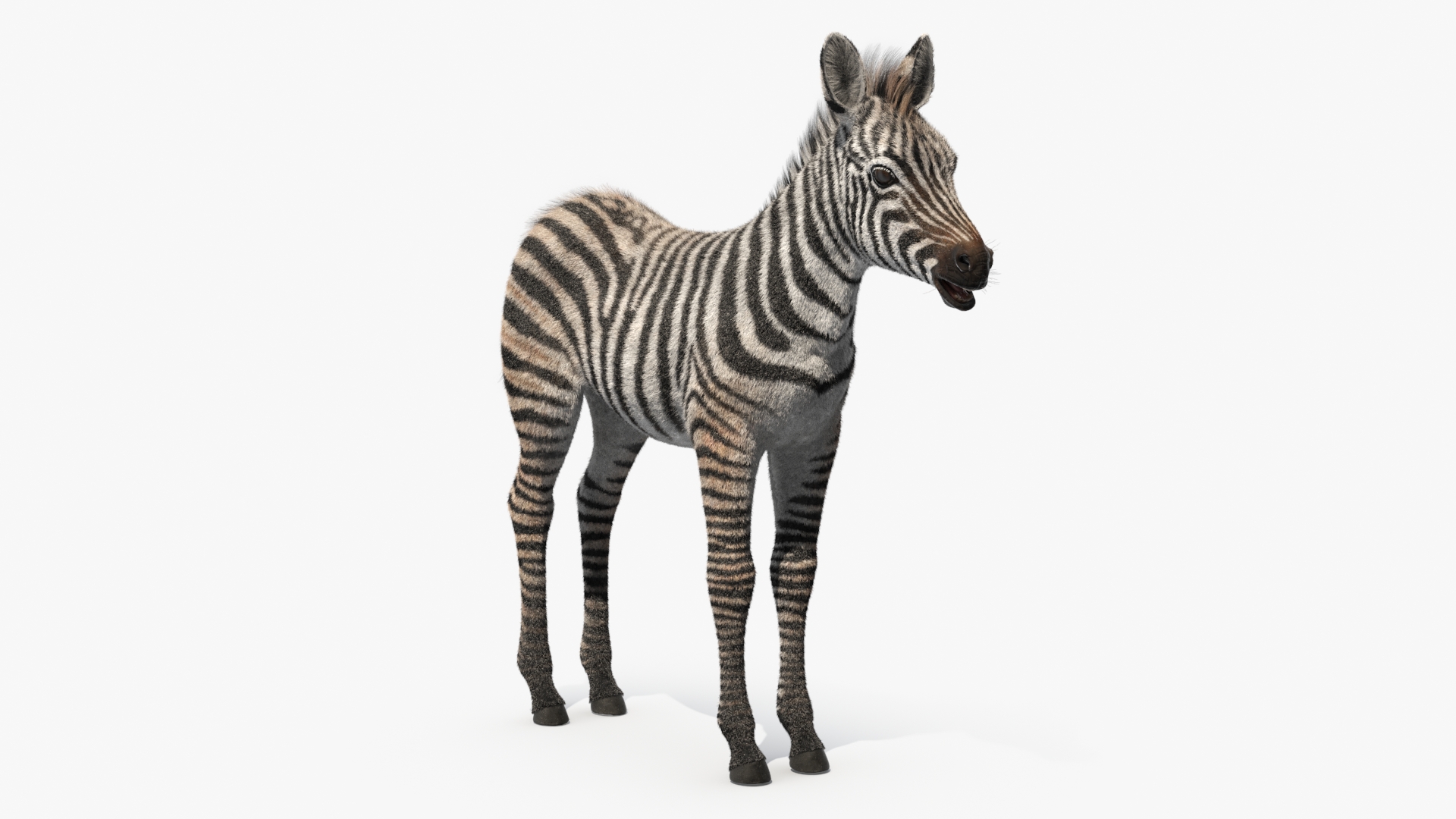 3D model Zebra Adult Foal Fur