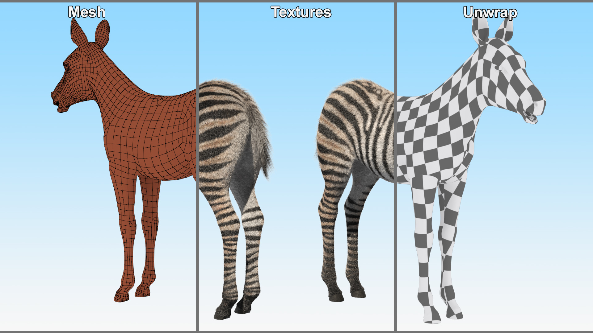 3D model Zebra Adult Foal Fur