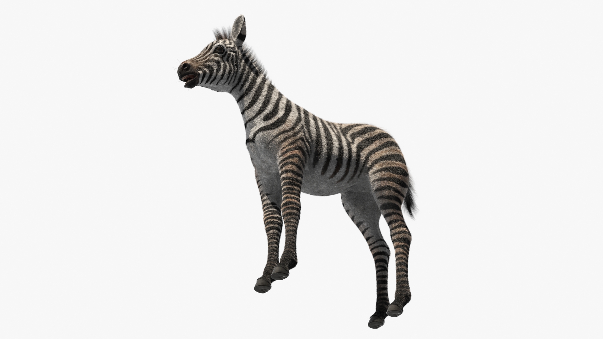 3D model Zebra Adult Foal Fur