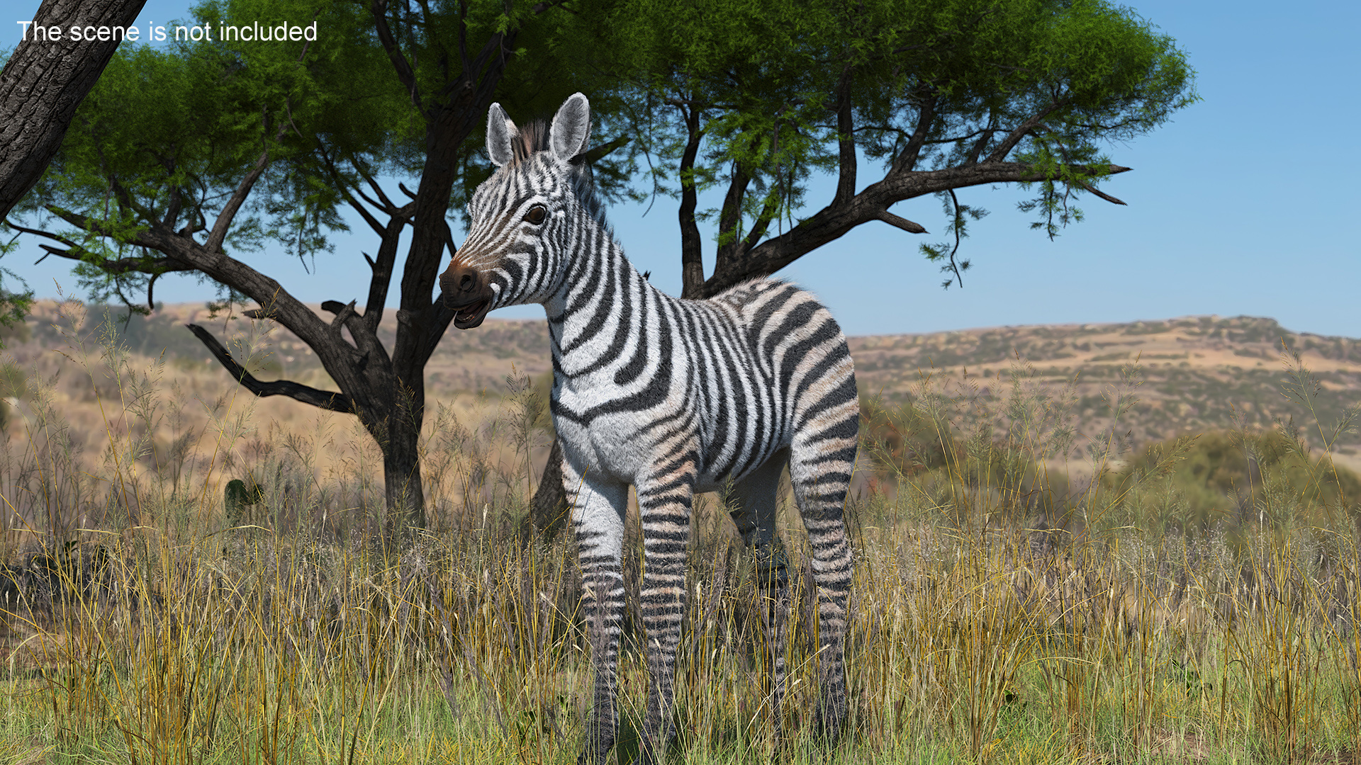 3D model Zebra Adult Foal Fur