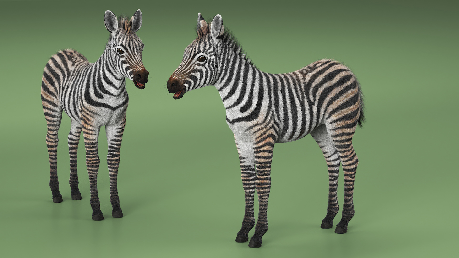 3D model Zebra Adult Foal Fur