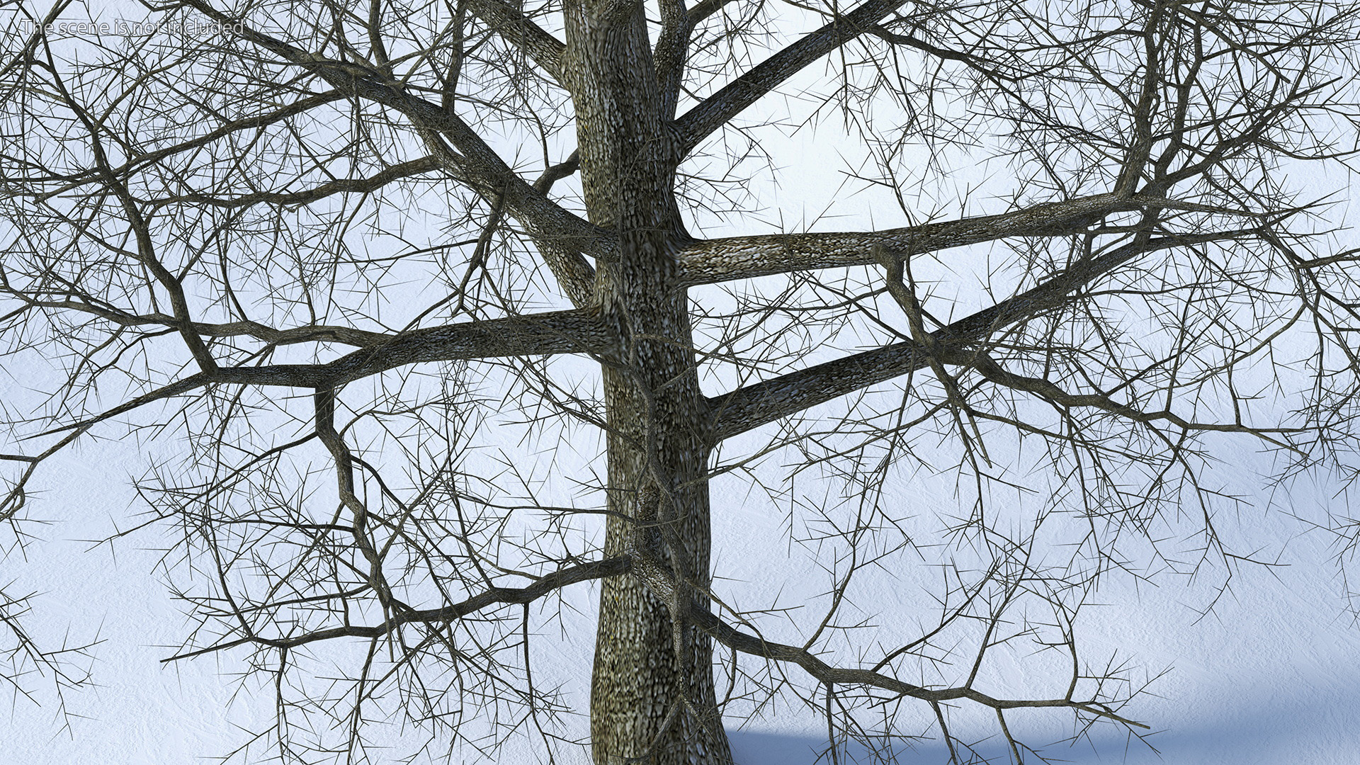 3D Bare Poplar Winter Tree model