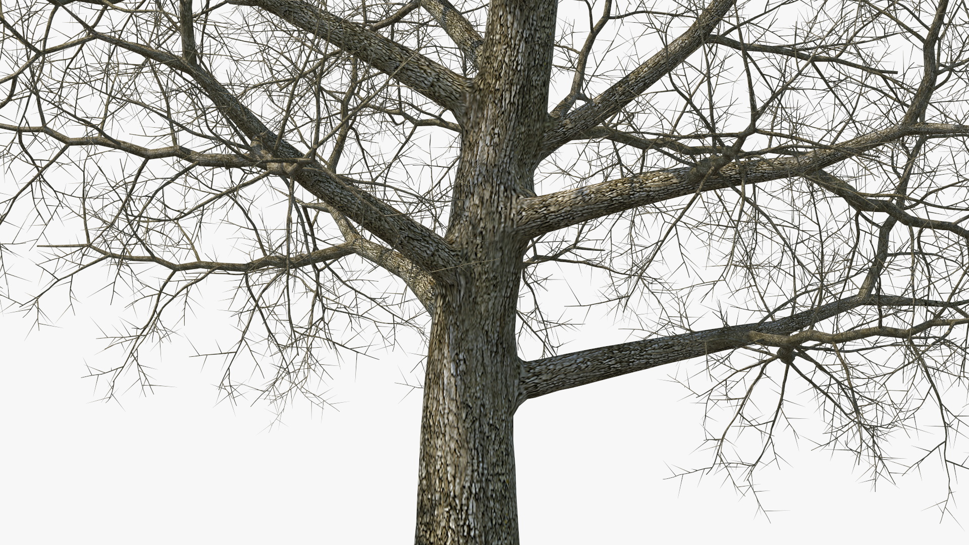 3D Bare Poplar Winter Tree model