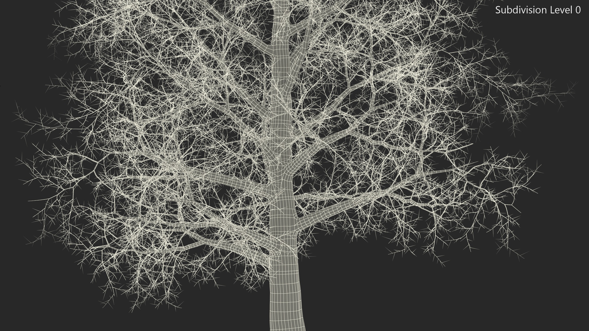 3D Bare Poplar Winter Tree model