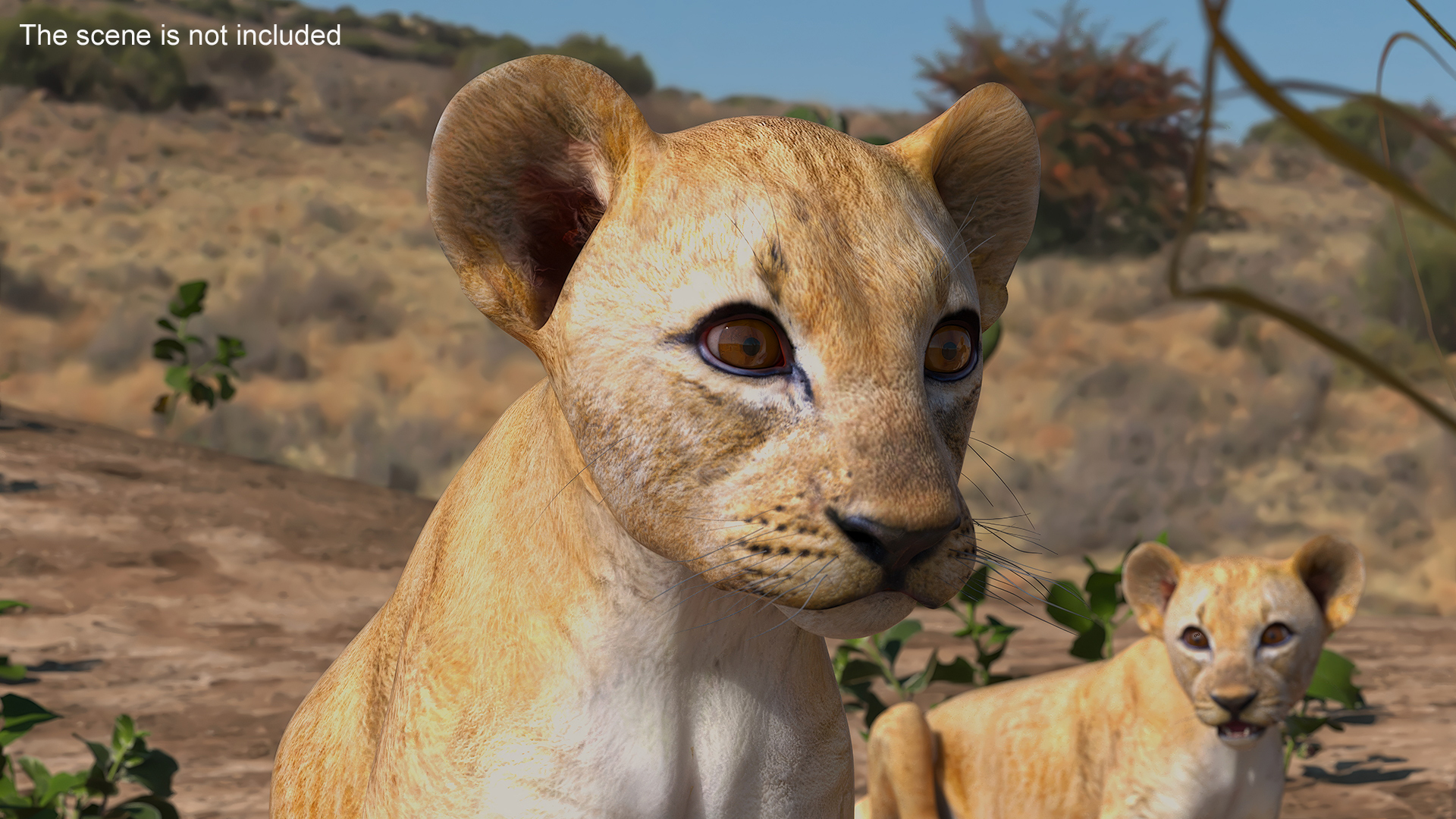 3D model Lion Cub Rigged