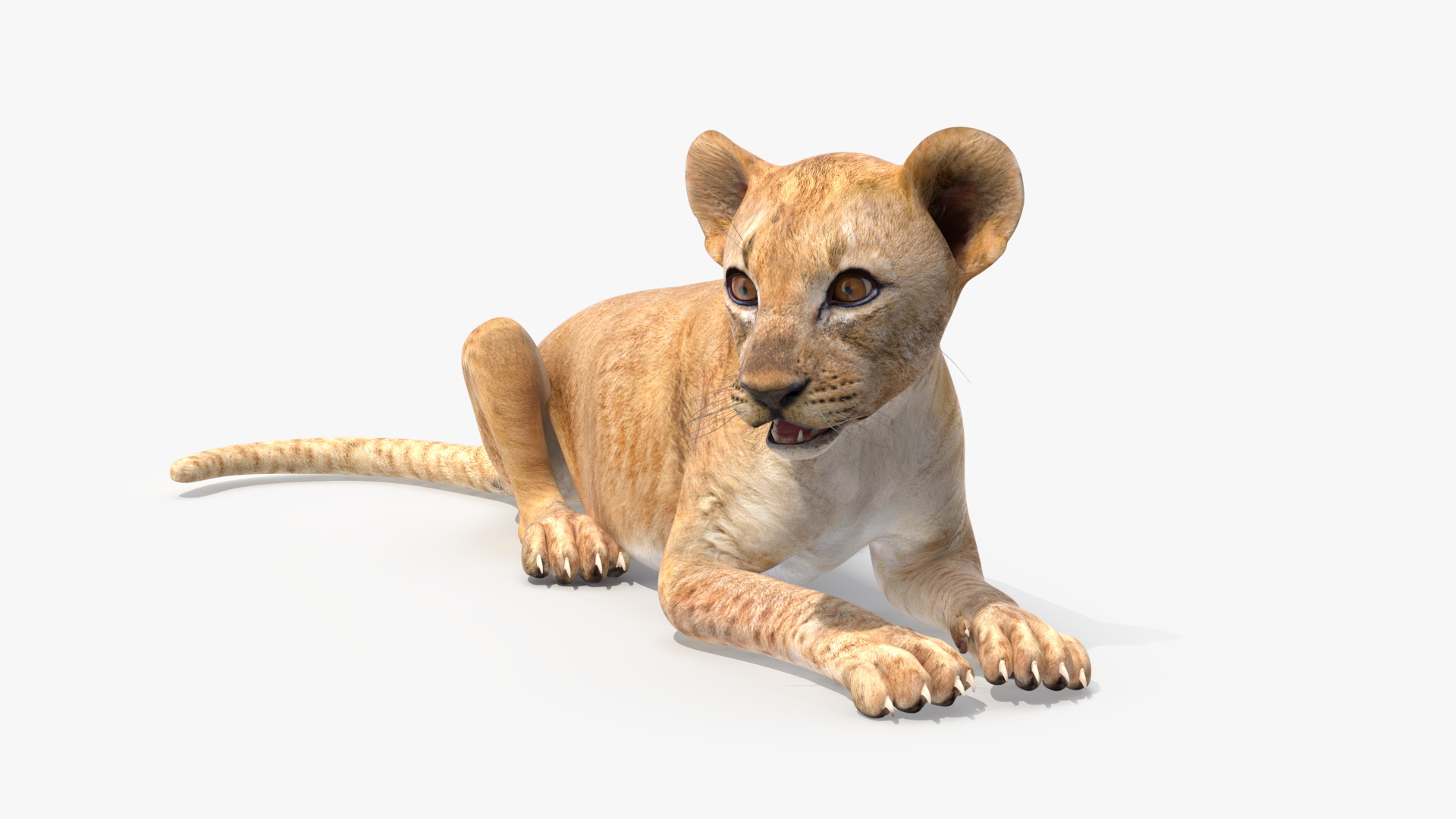 3D model Lion Cub Rigged