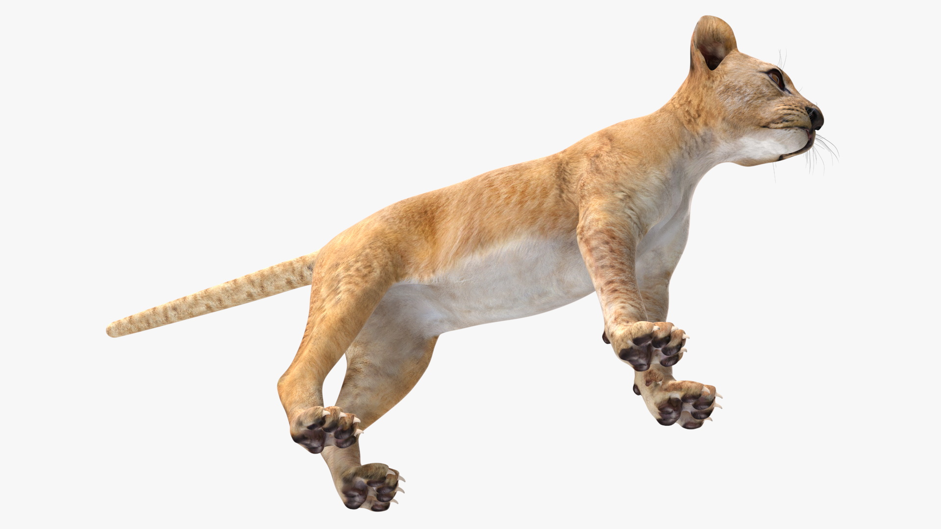 3D model Lion Cub Rigged