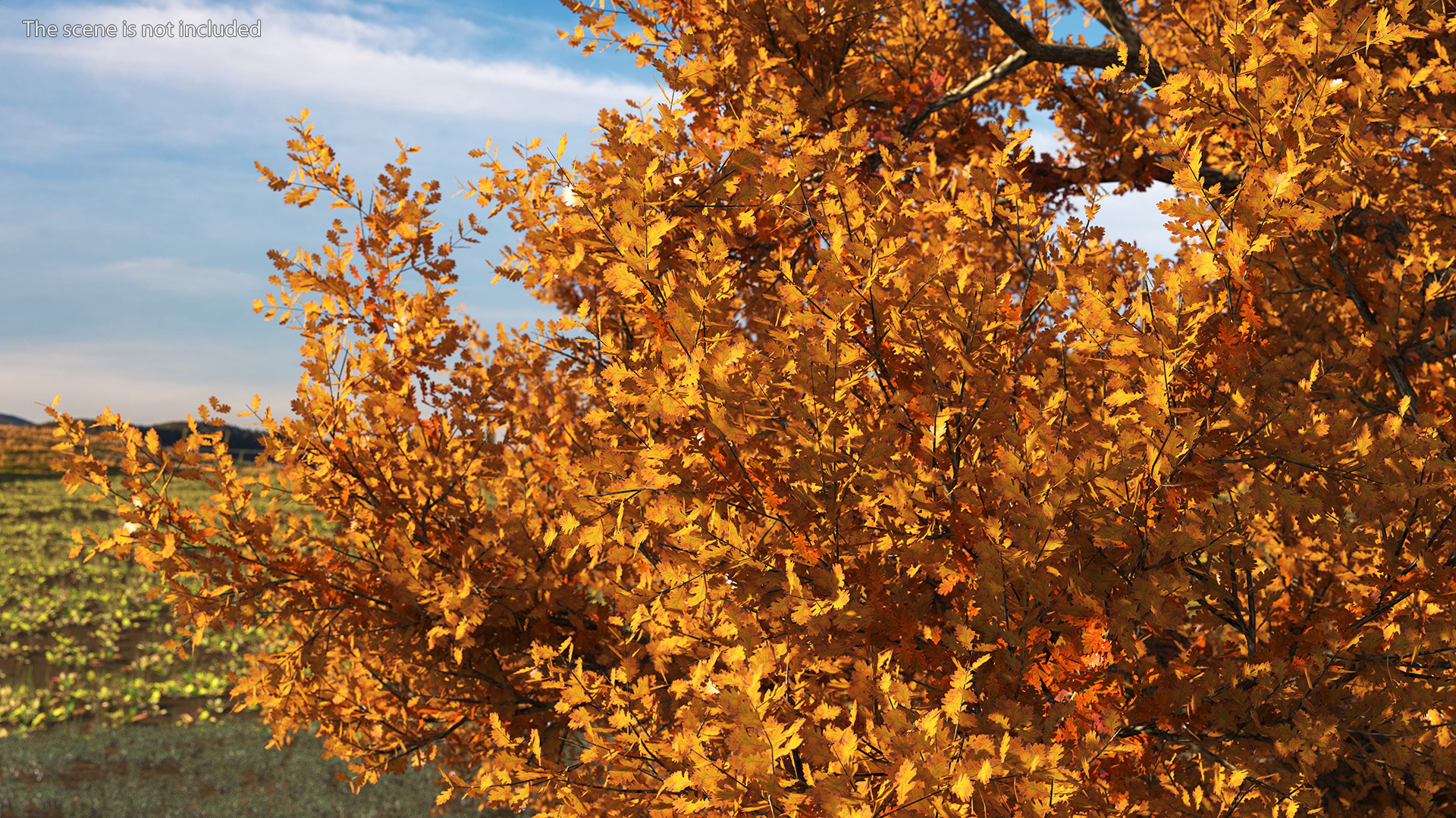 3D model Autumn Oak Tree