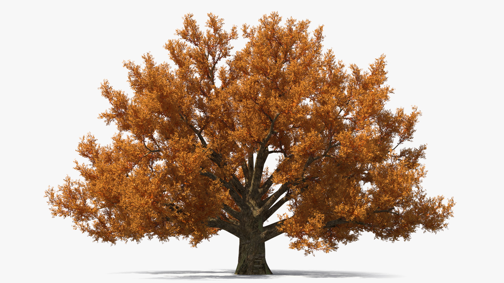 3D model Autumn Oak Tree