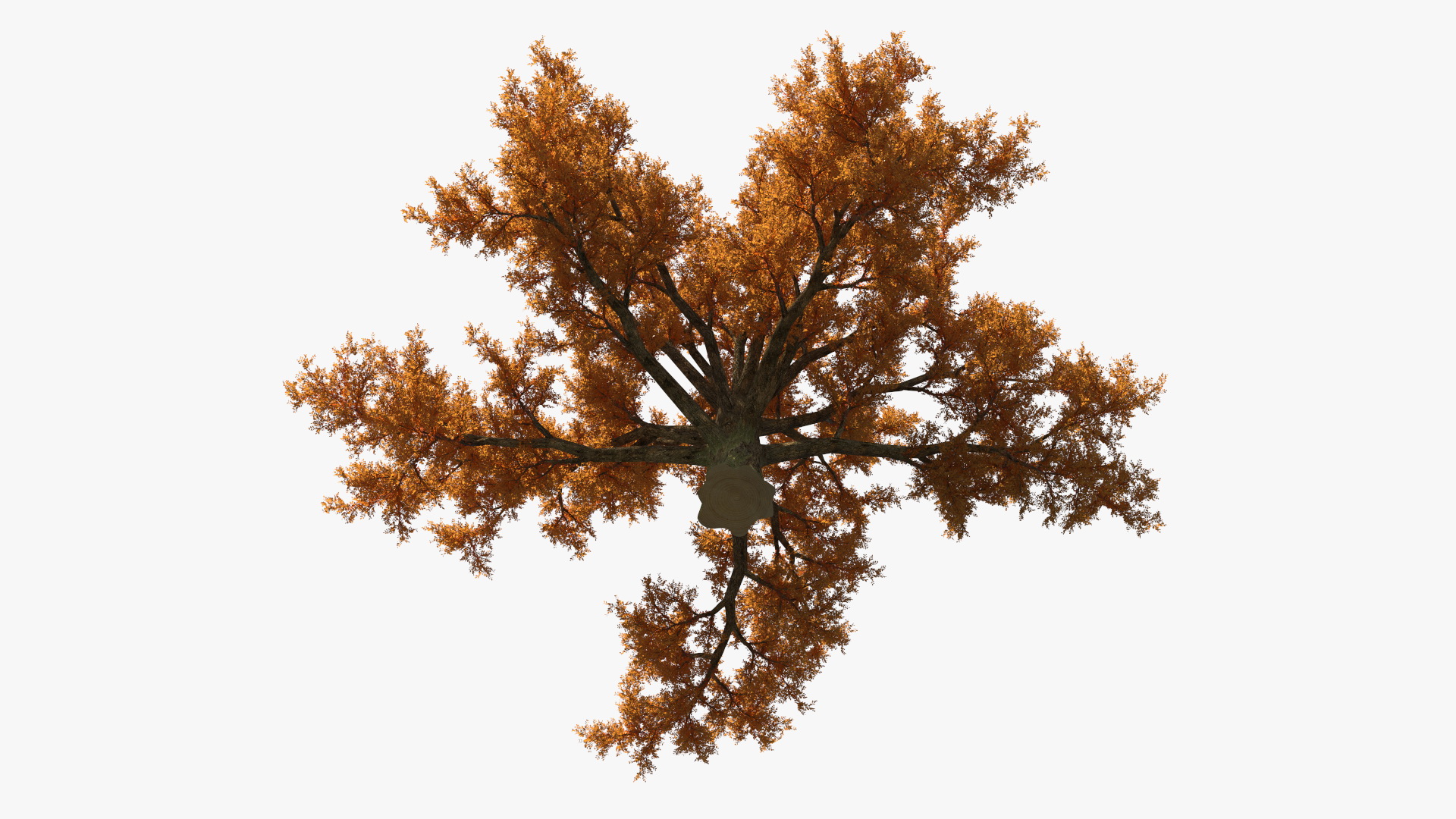 3D model Autumn Oak Tree