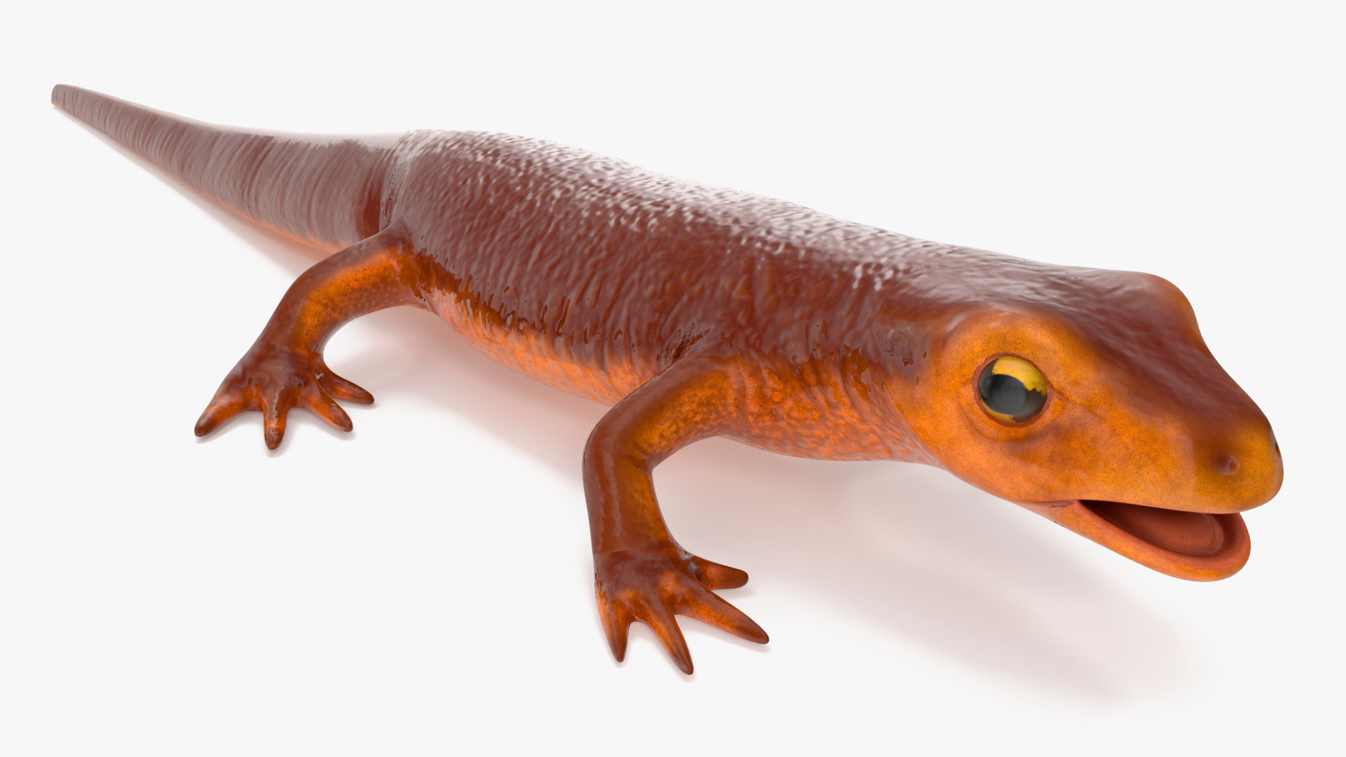 3D Orange-bellied Newt Rigged