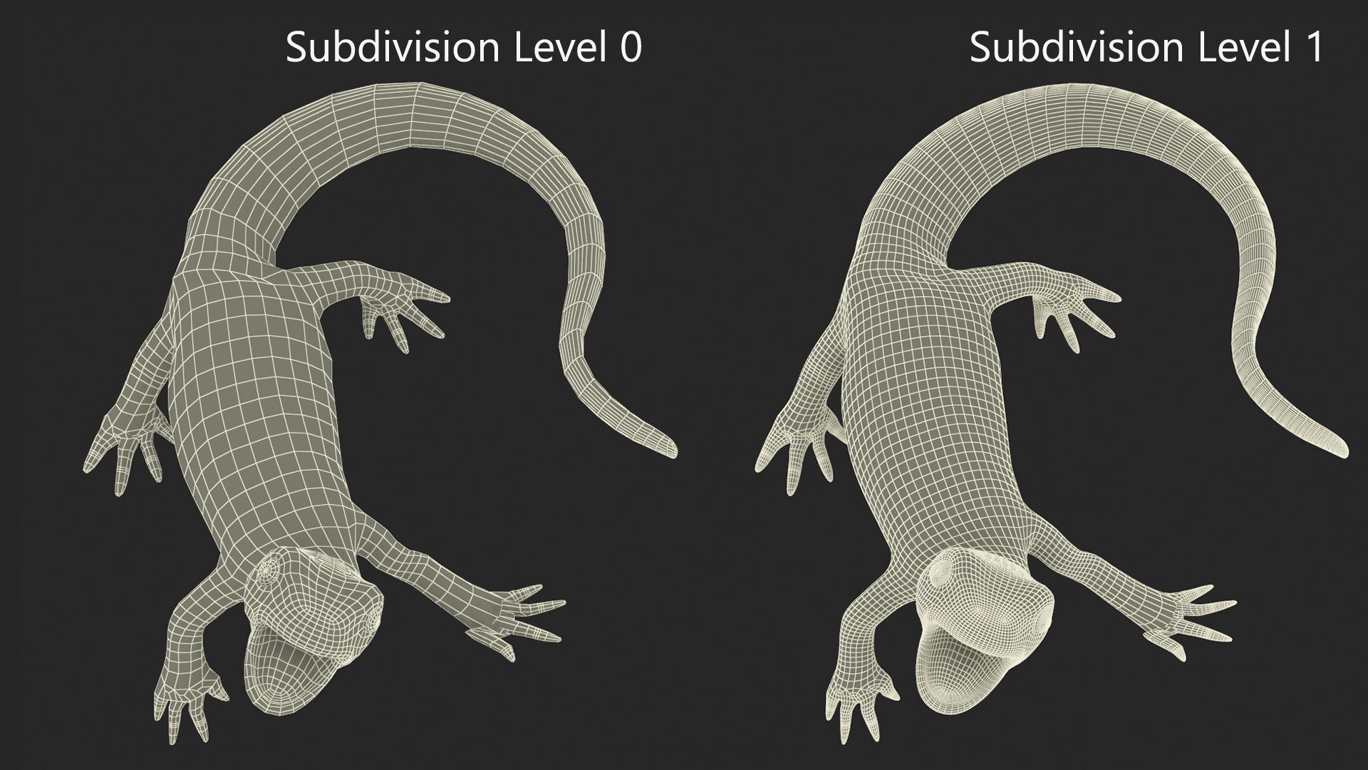 3D Orange-bellied Newt Rigged