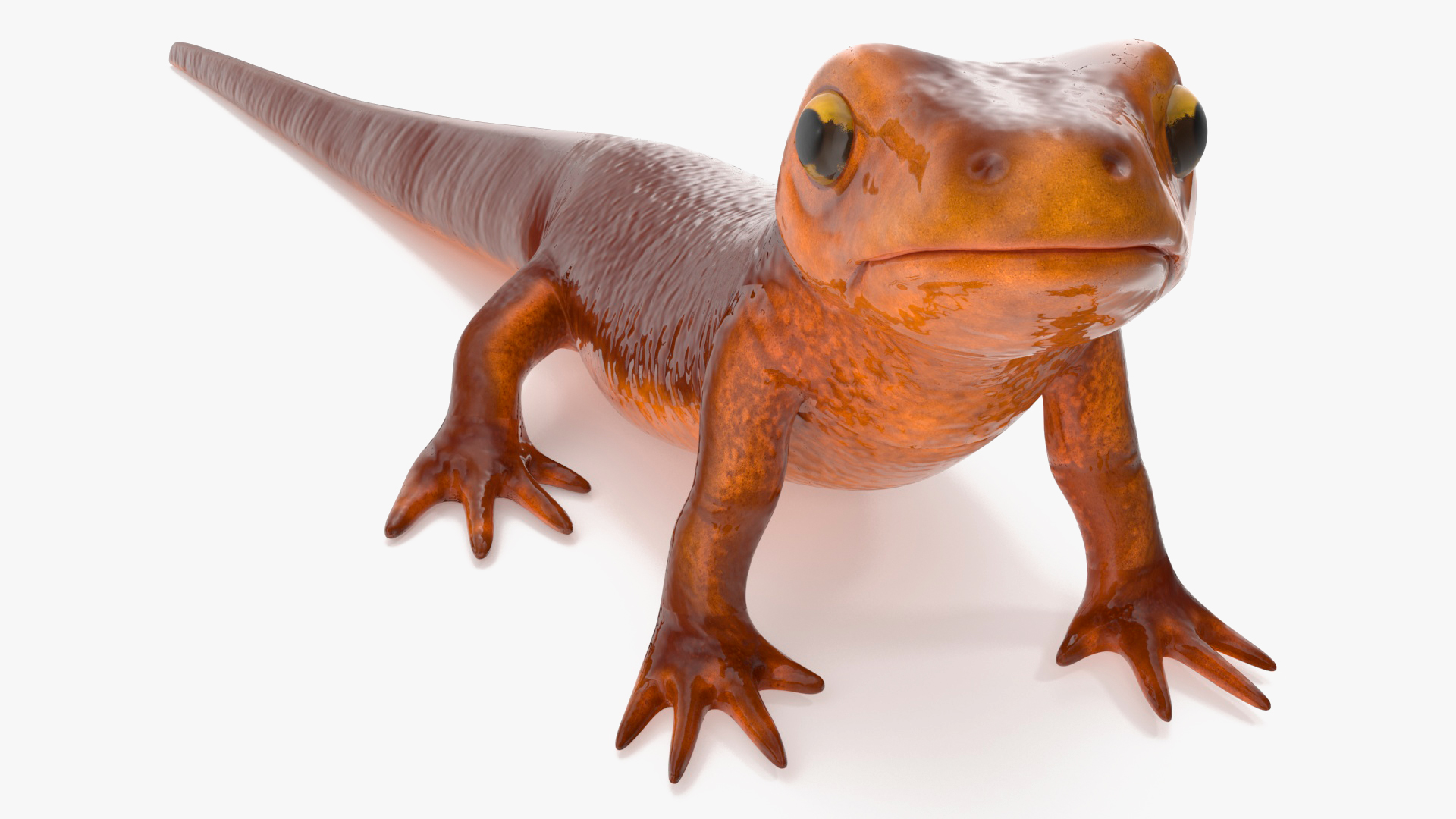 3D Orange-bellied Newt Rigged