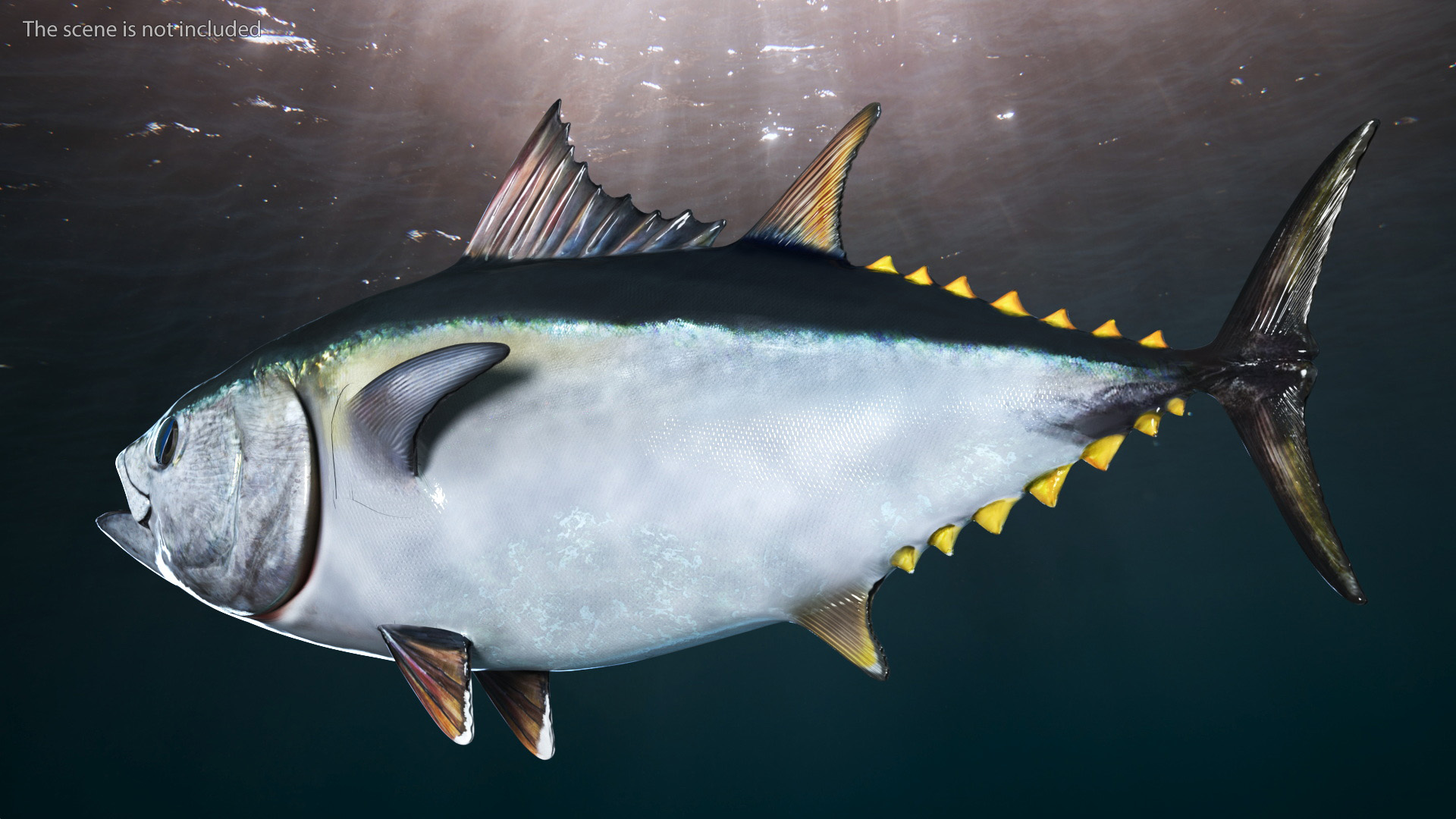 Bluefin Tuna Rigged 3D model