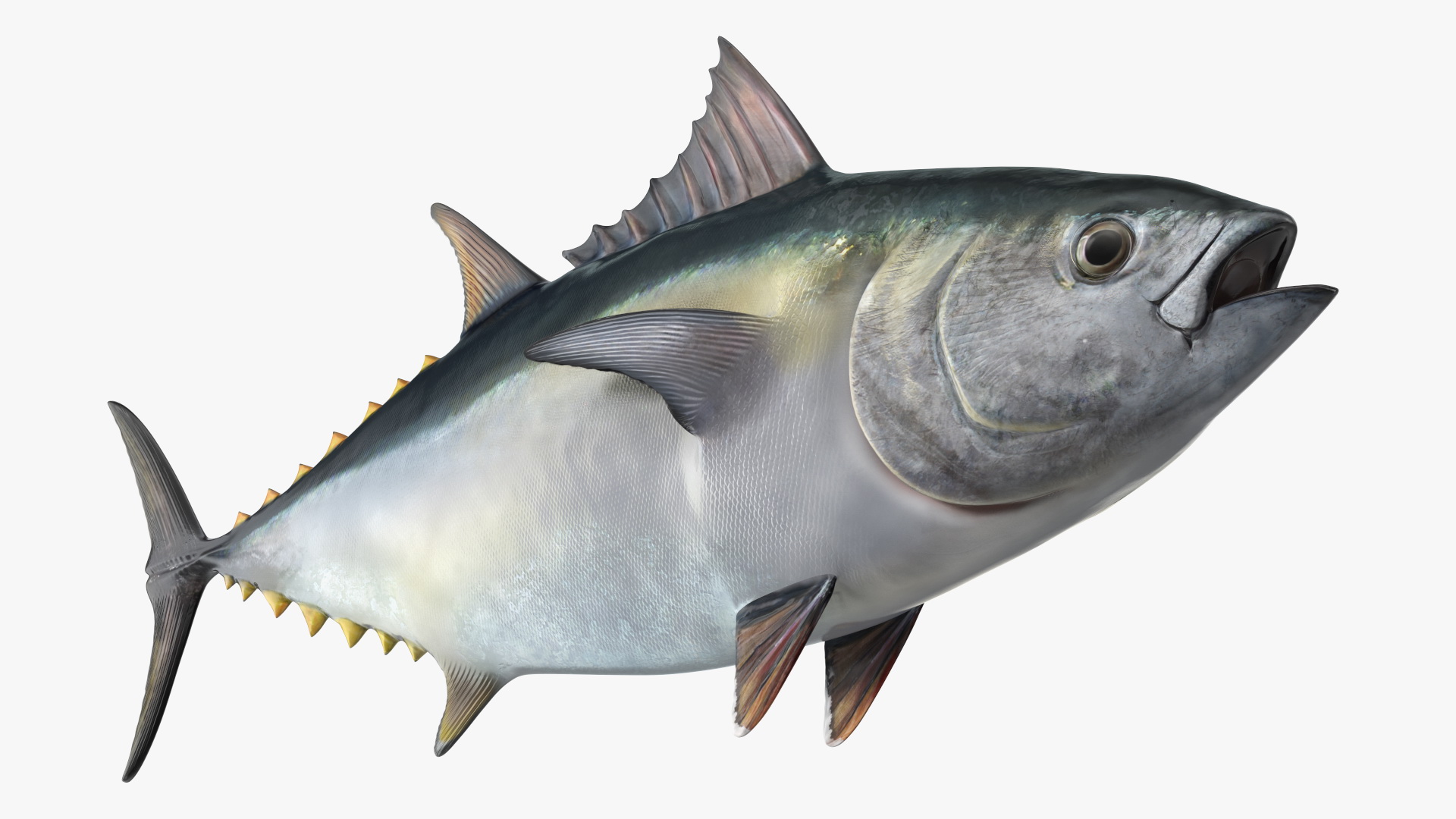 Bluefin Tuna Rigged 3D model