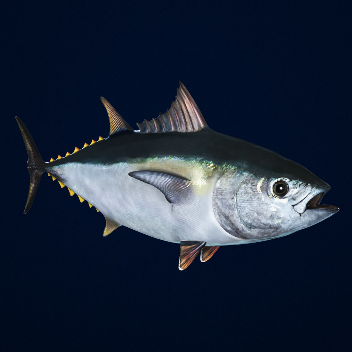 Bluefin Tuna Rigged 3D model