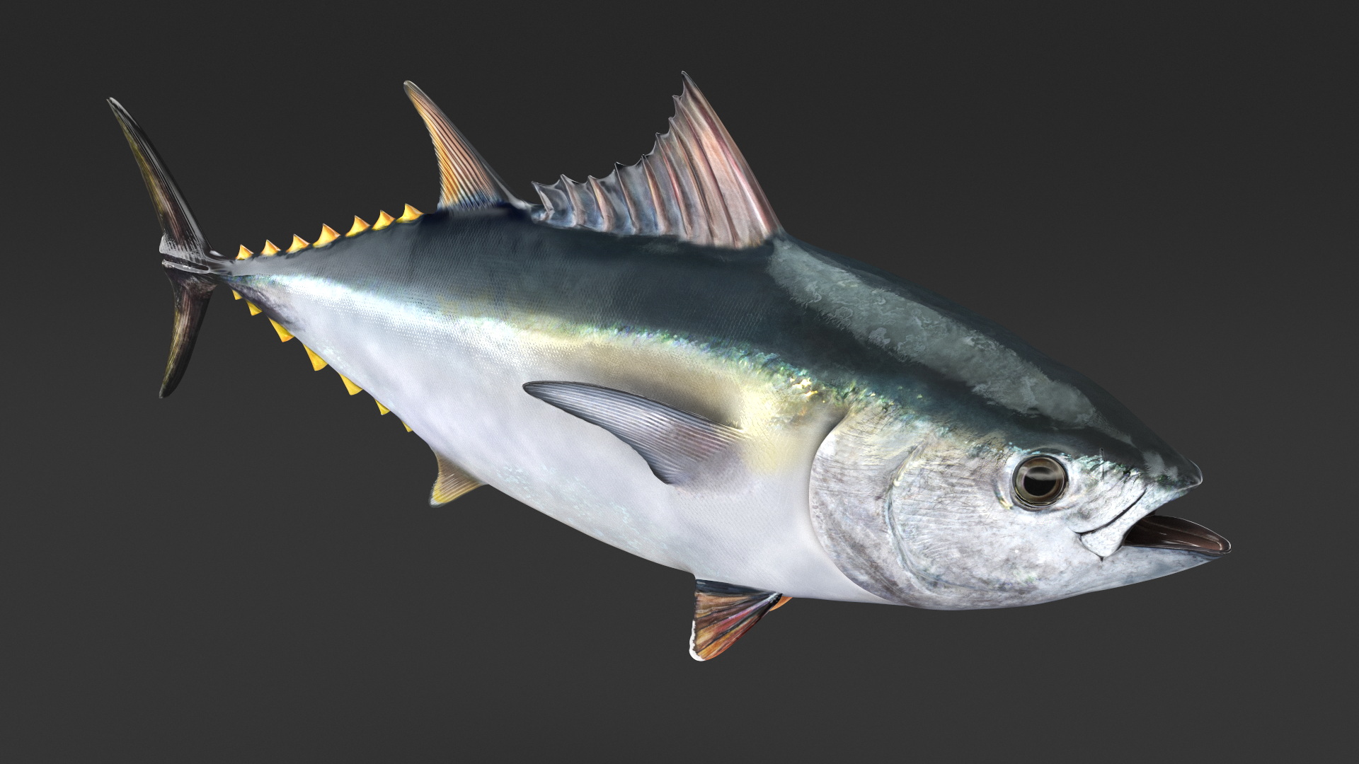 Bluefin Tuna Rigged 3D model