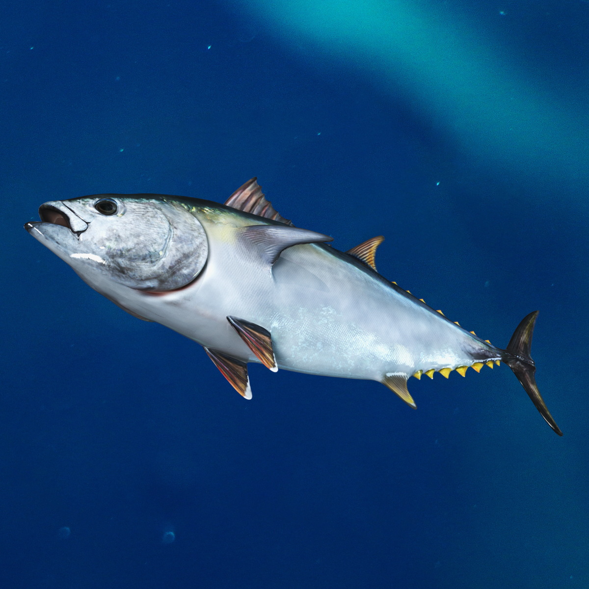 Bluefin Tuna Rigged 3D model