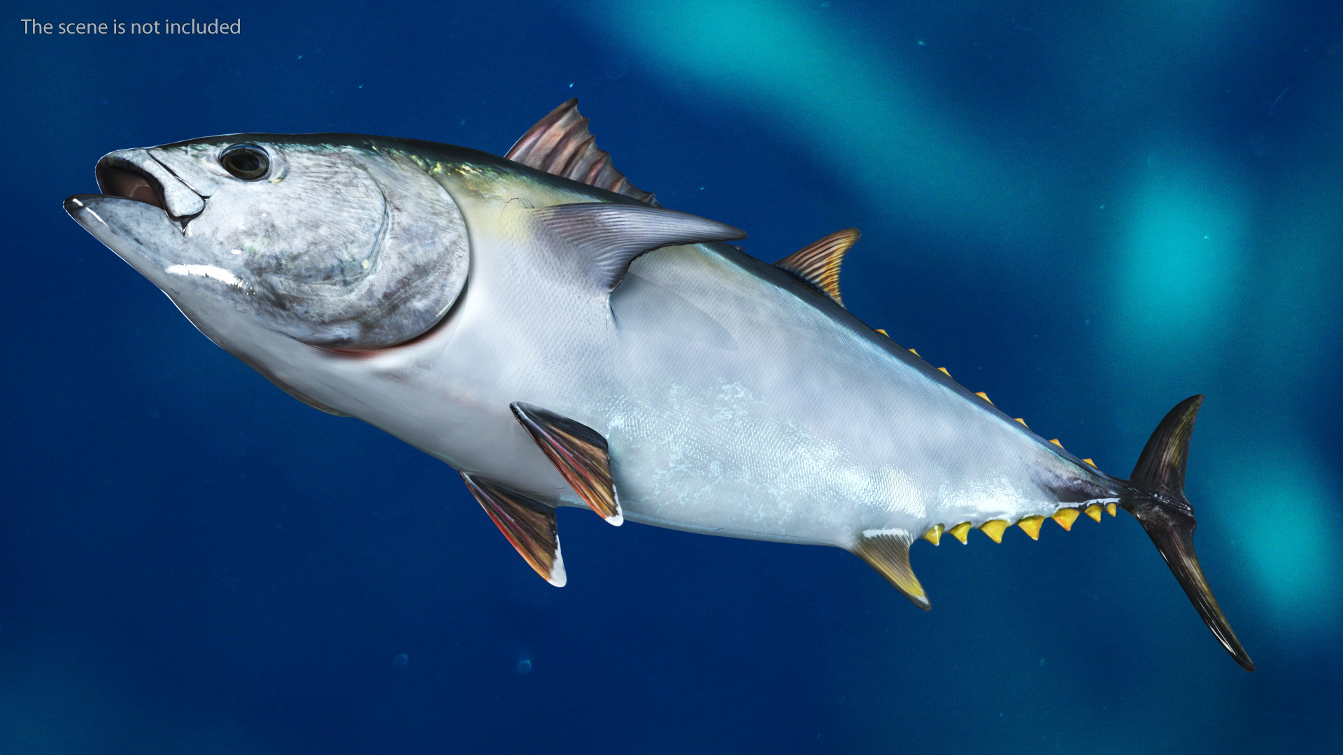 Bluefin Tuna Rigged 3D model