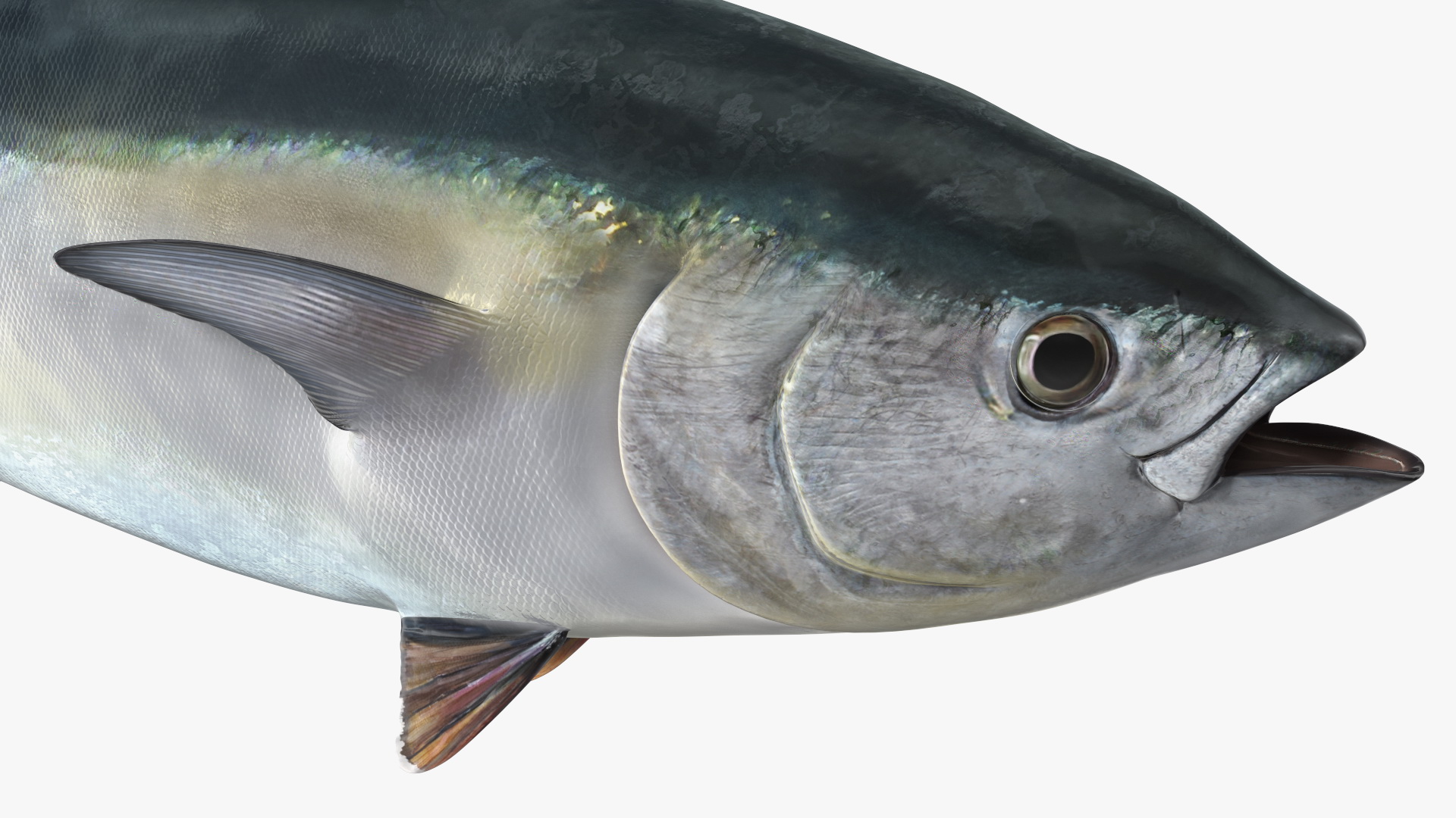 Bluefin Tuna Rigged 3D model