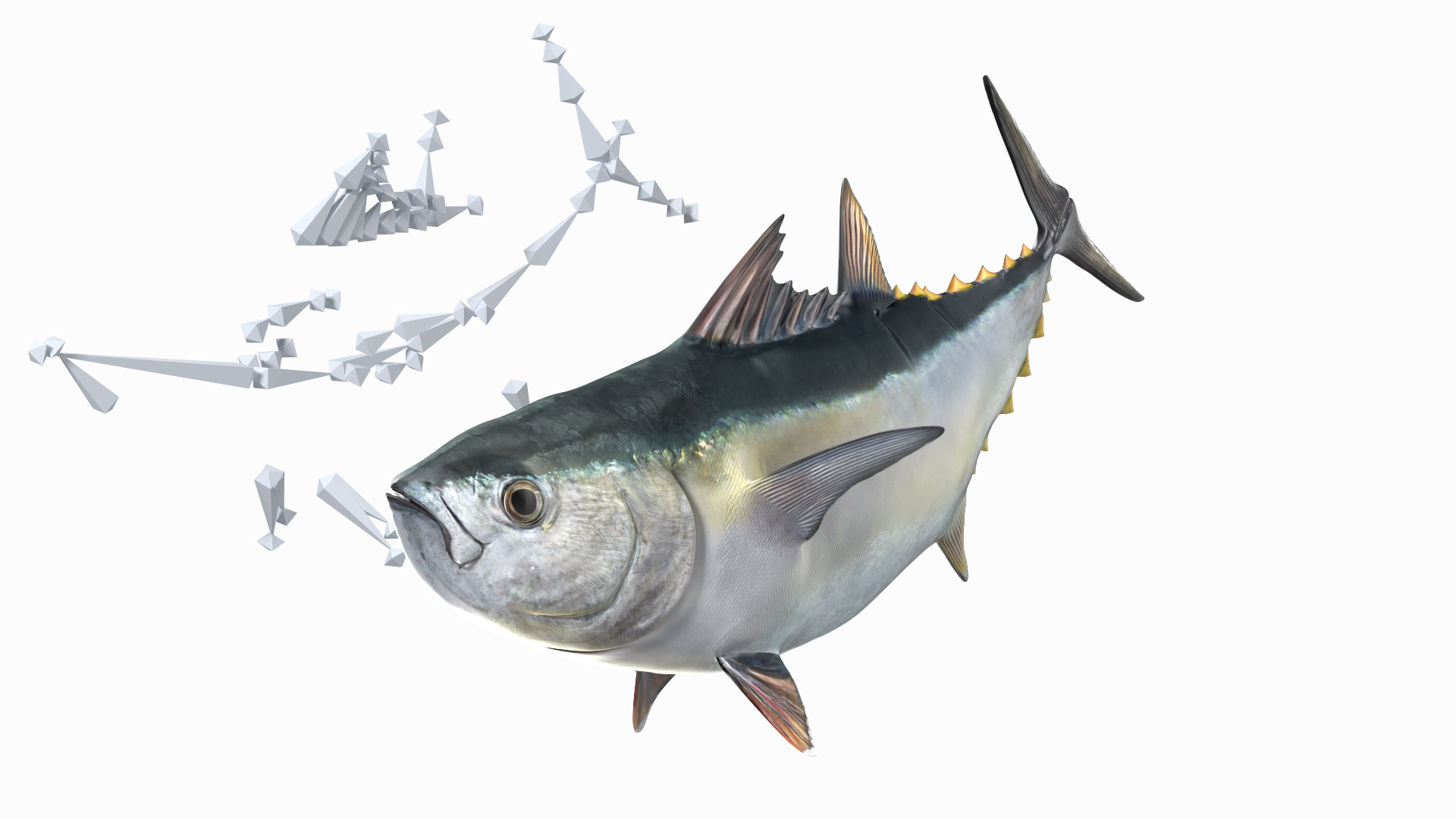 Bluefin Tuna Rigged 3D model