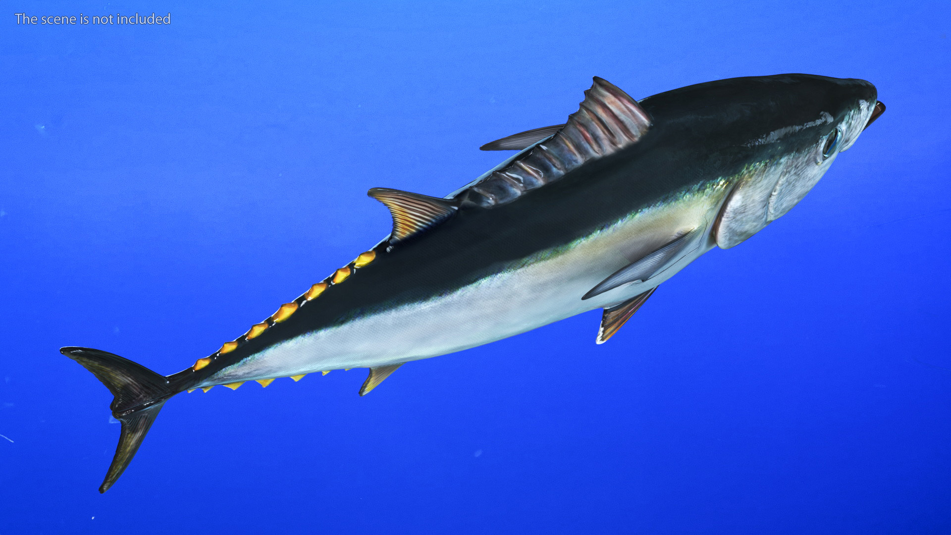 Bluefin Tuna Rigged 3D model