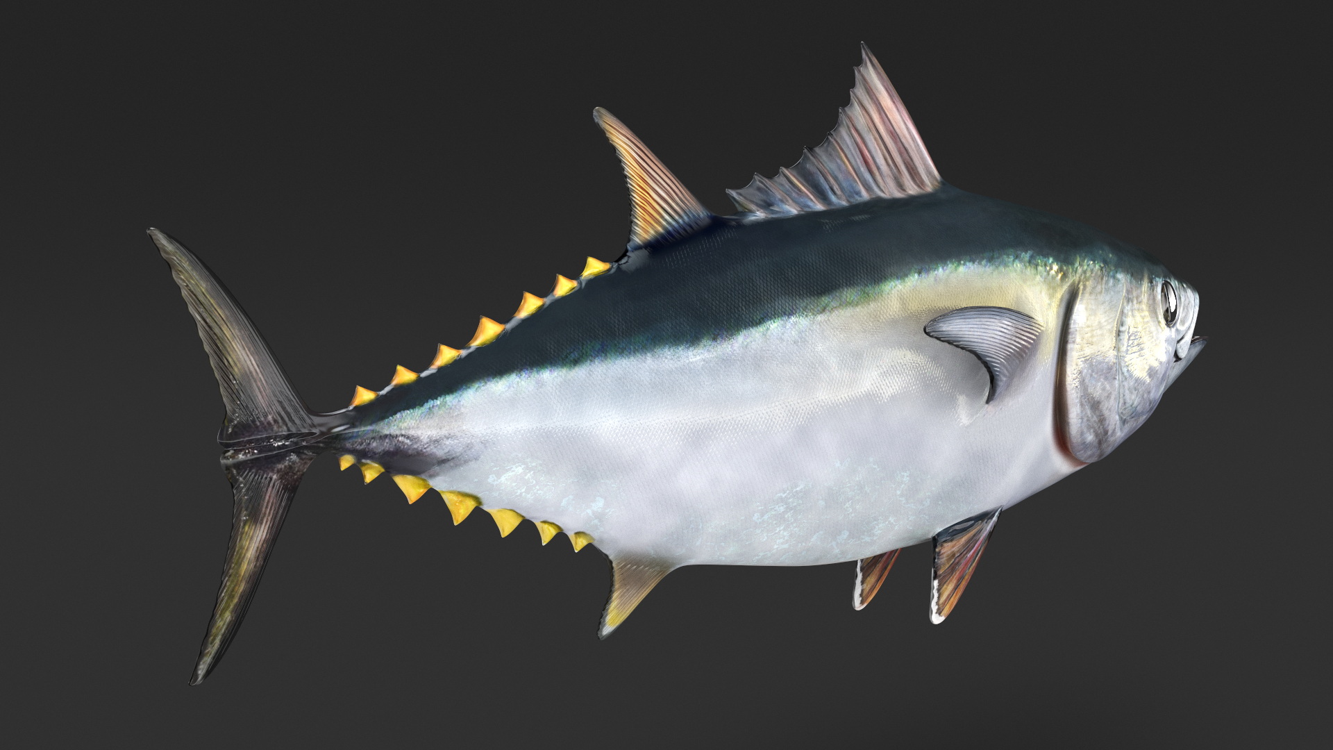 Bluefin Tuna Rigged 3D model