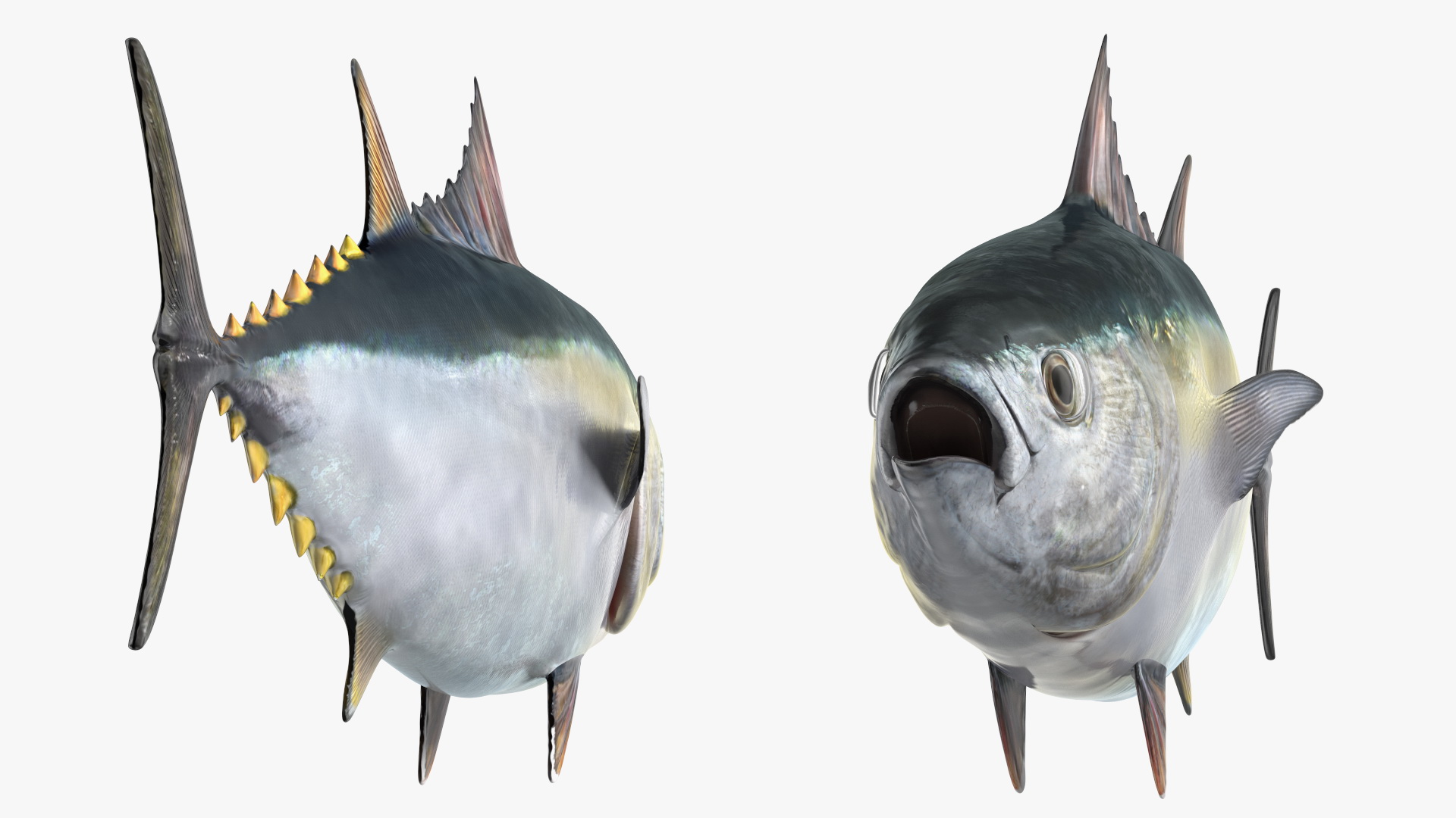 Bluefin Tuna Rigged 3D model