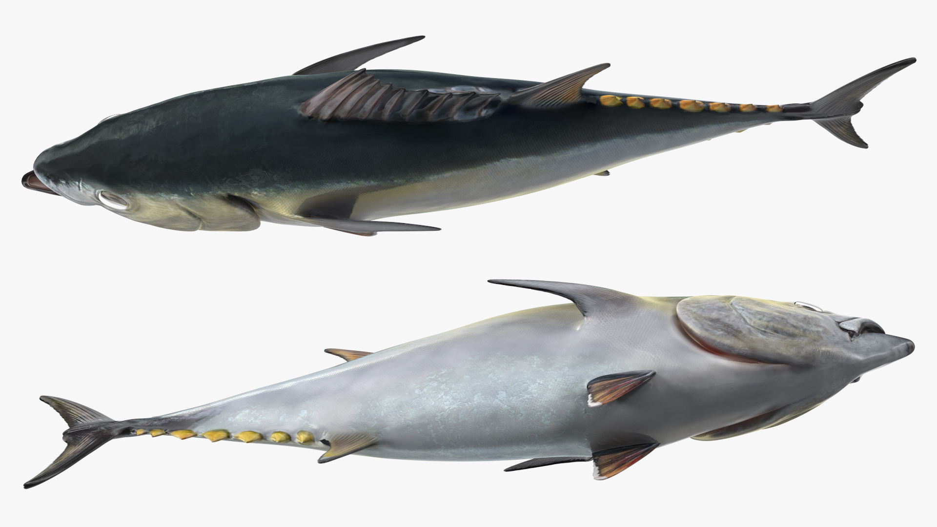 Bluefin Tuna Rigged 3D model