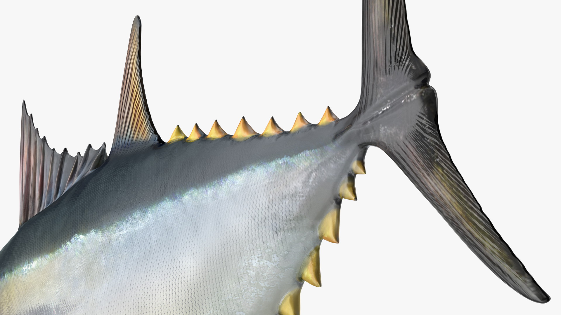 Bluefin Tuna Rigged 3D model