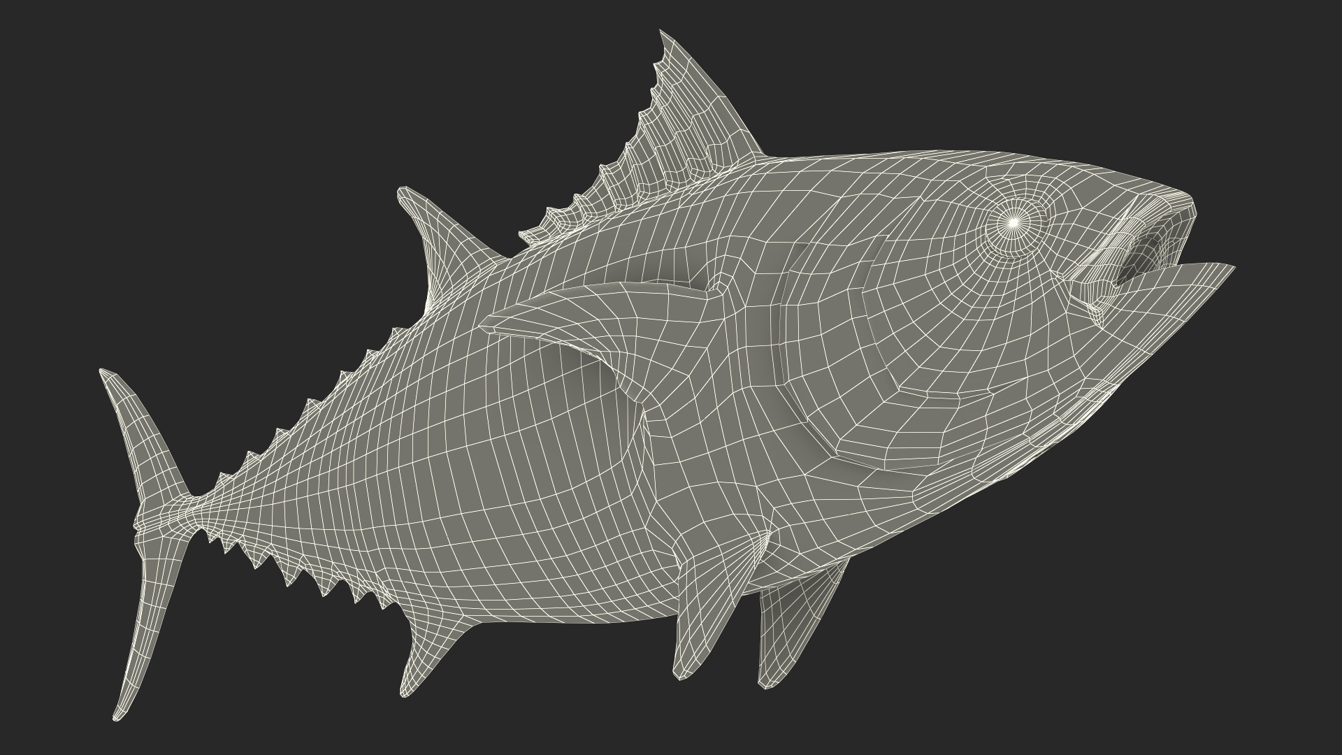 Bluefin Tuna Rigged 3D model