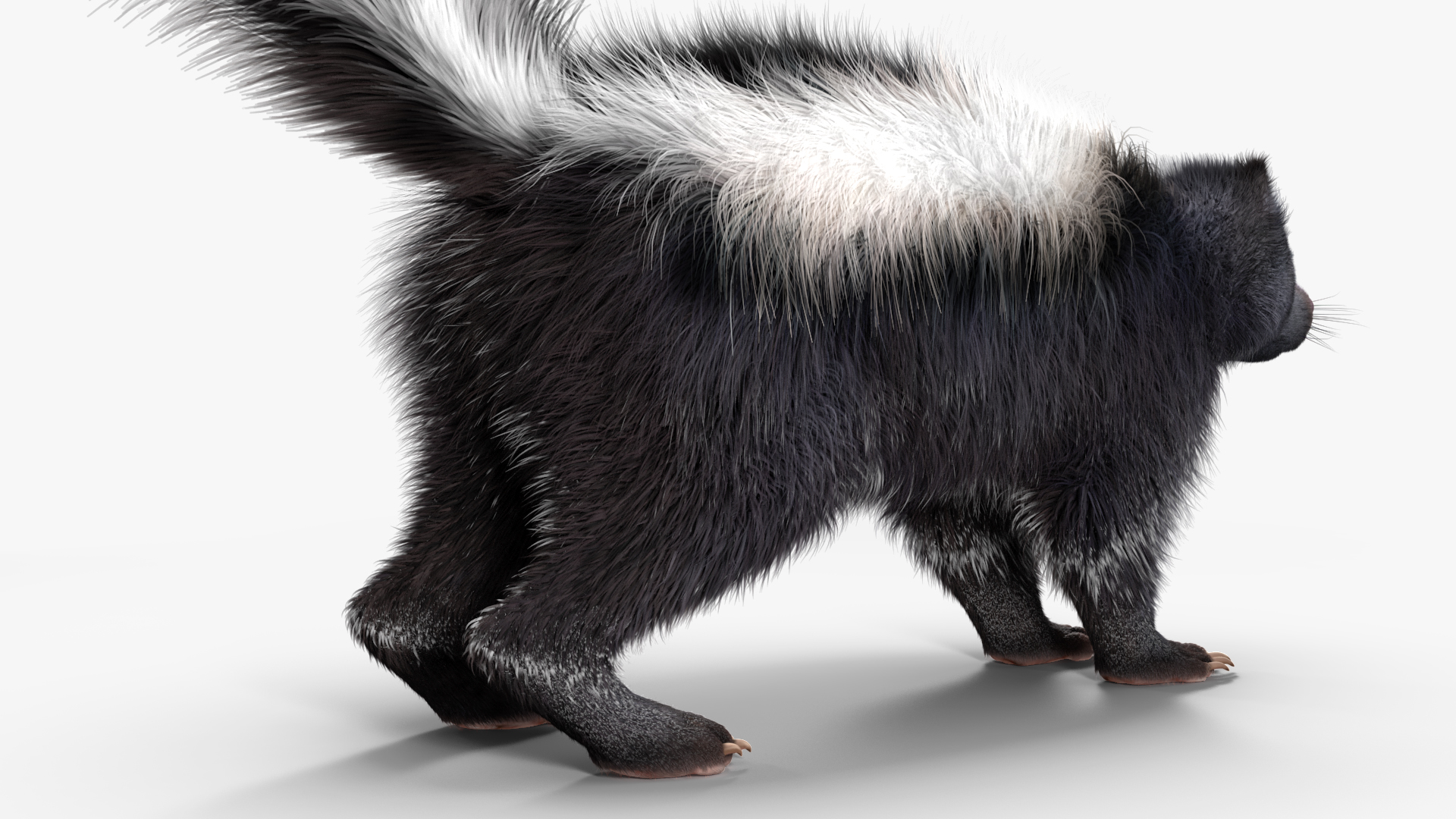 Skunk Fur 3D model