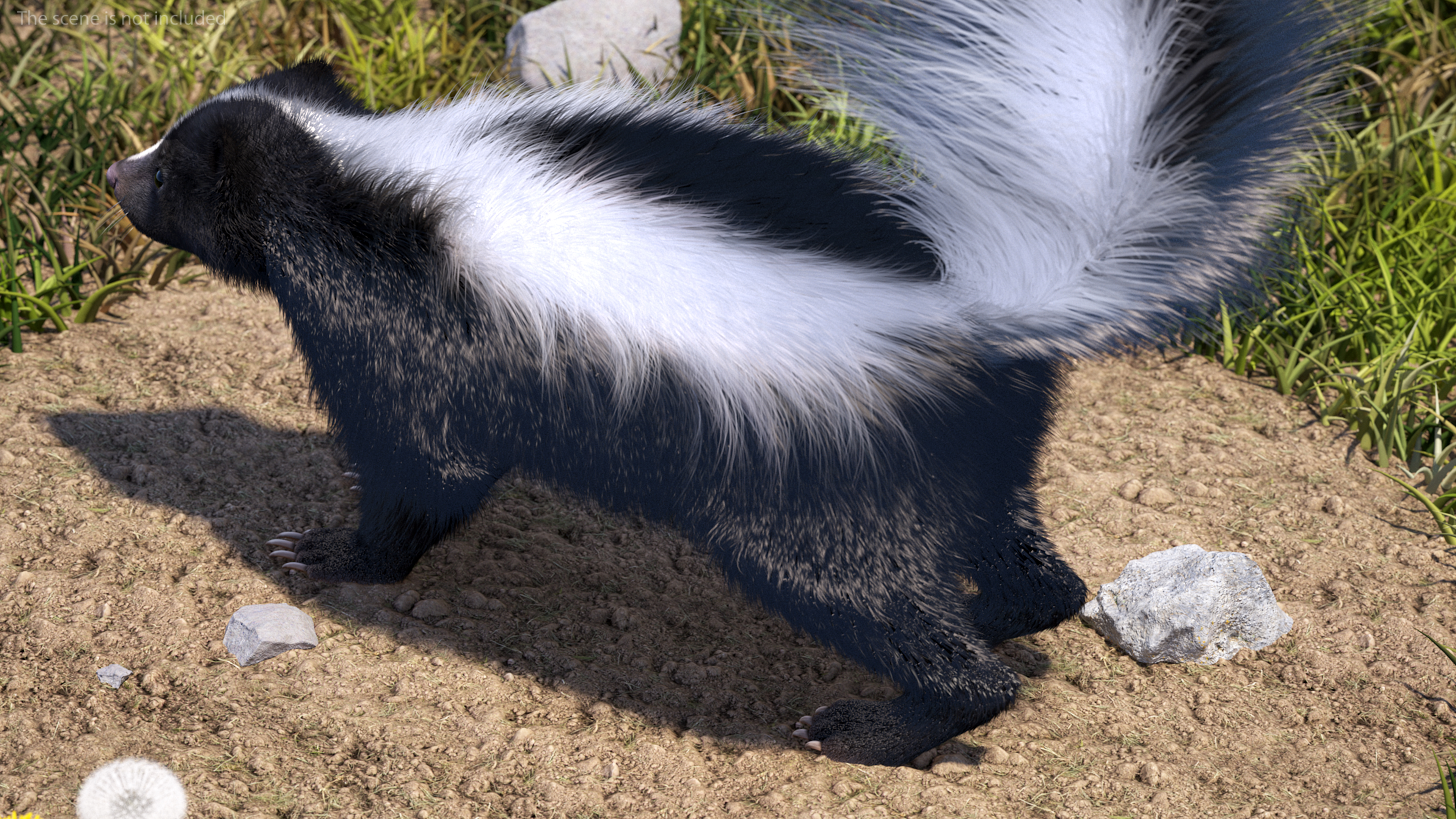 Skunk Fur 3D model