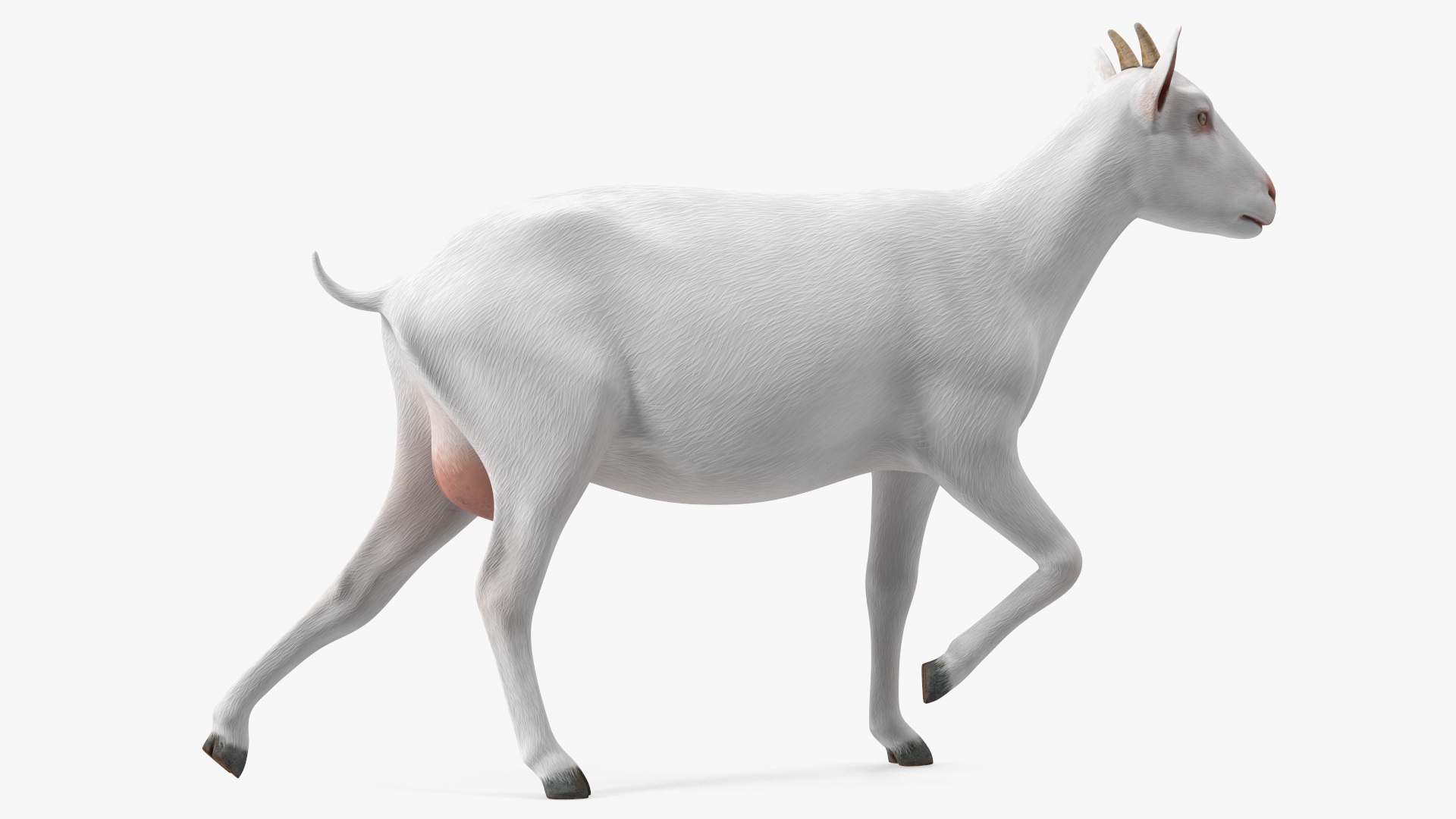 3D White Goat Walking model