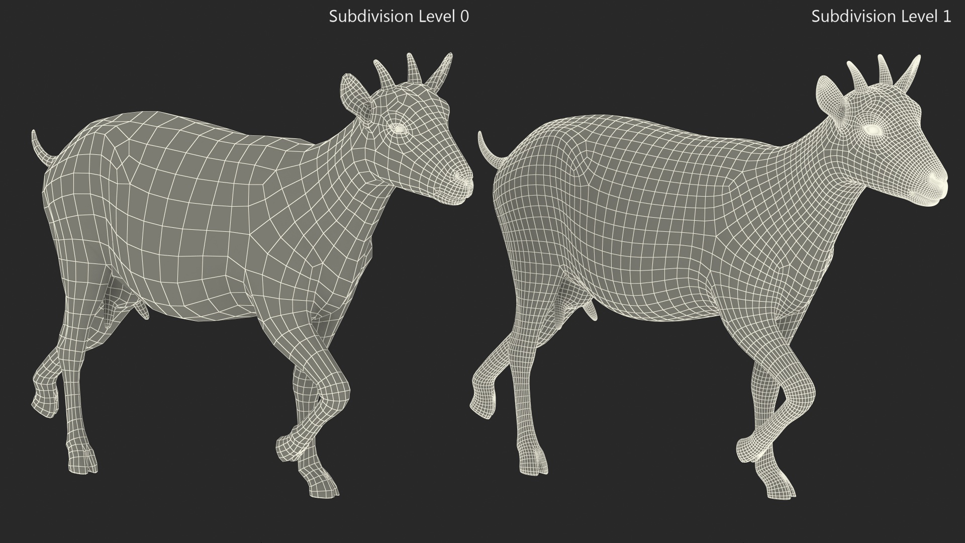 3D White Goat Walking model