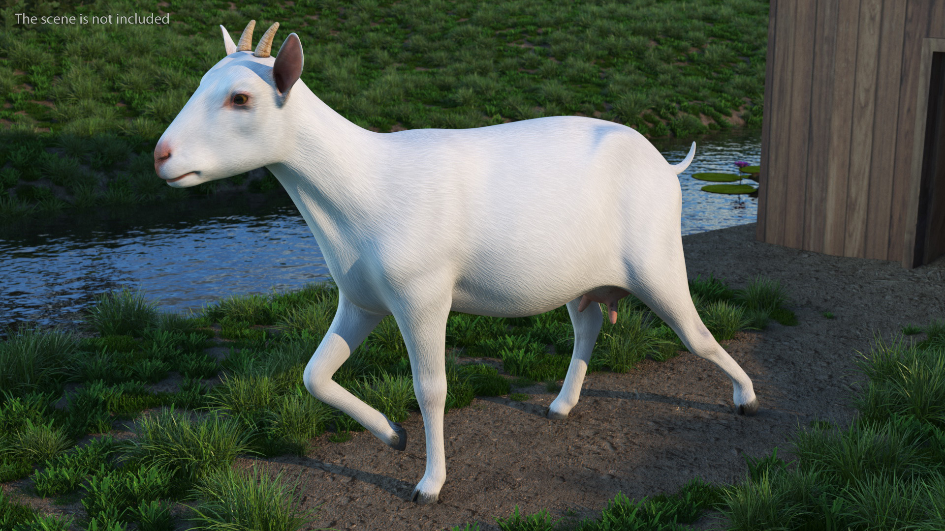 3D White Goat Walking model