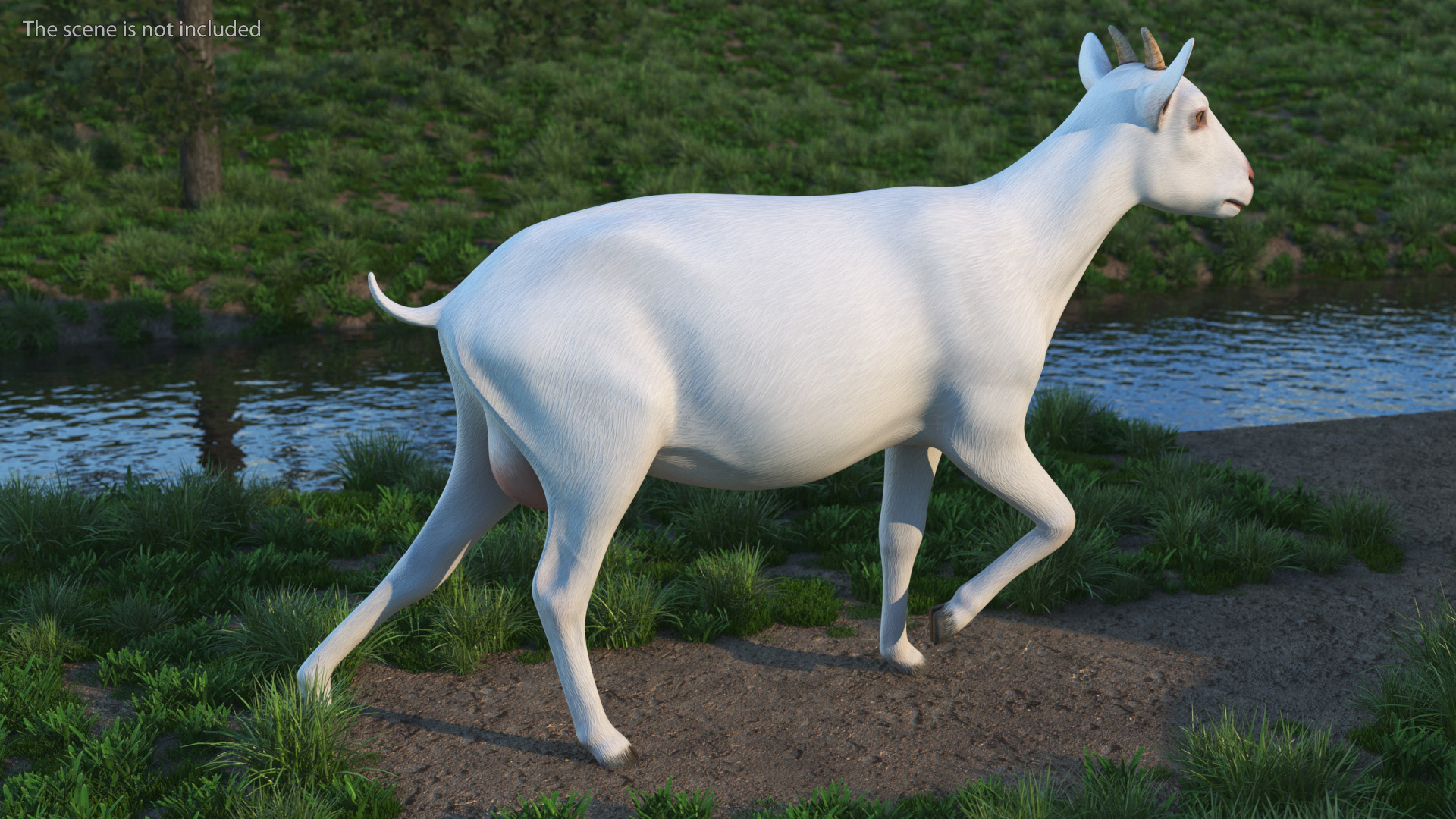 3D White Goat Walking model