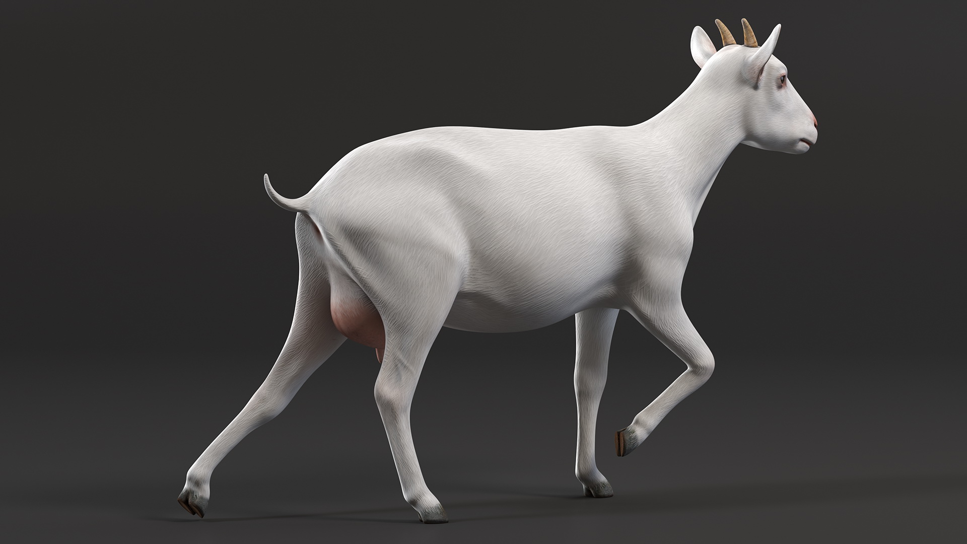 3D White Goat Walking model