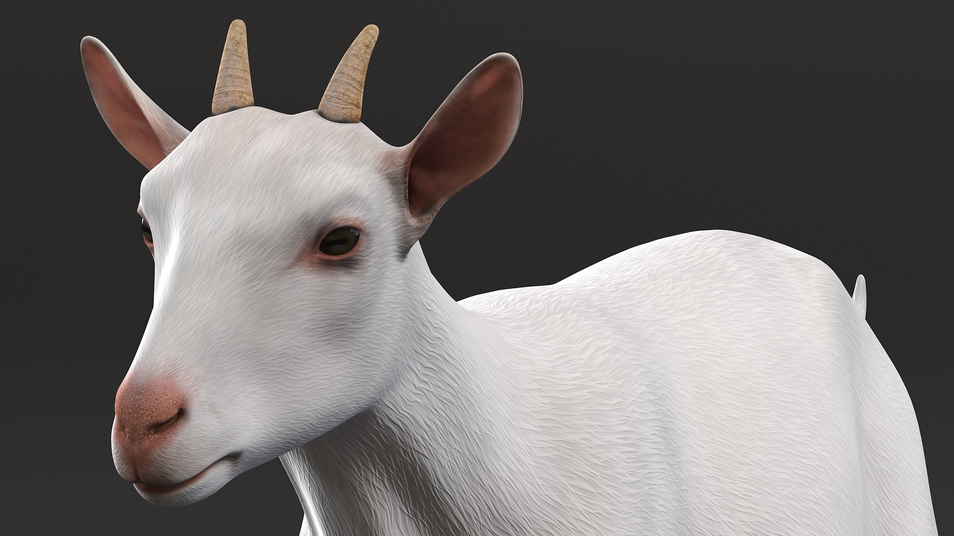 3D White Goat Walking model