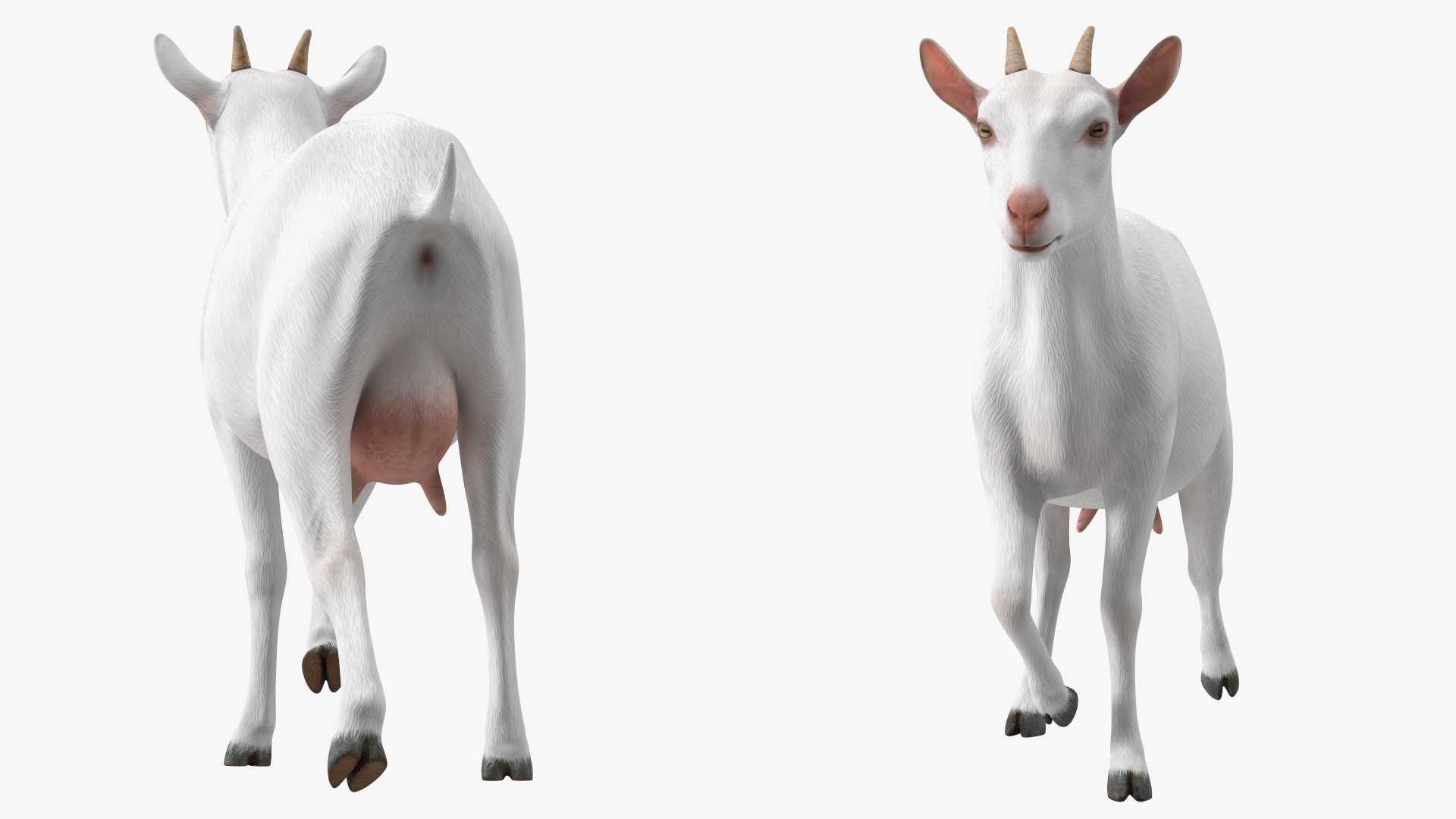 3D White Goat Walking model