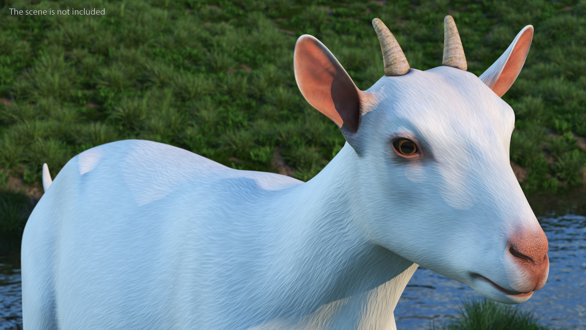 3D White Goat Walking model