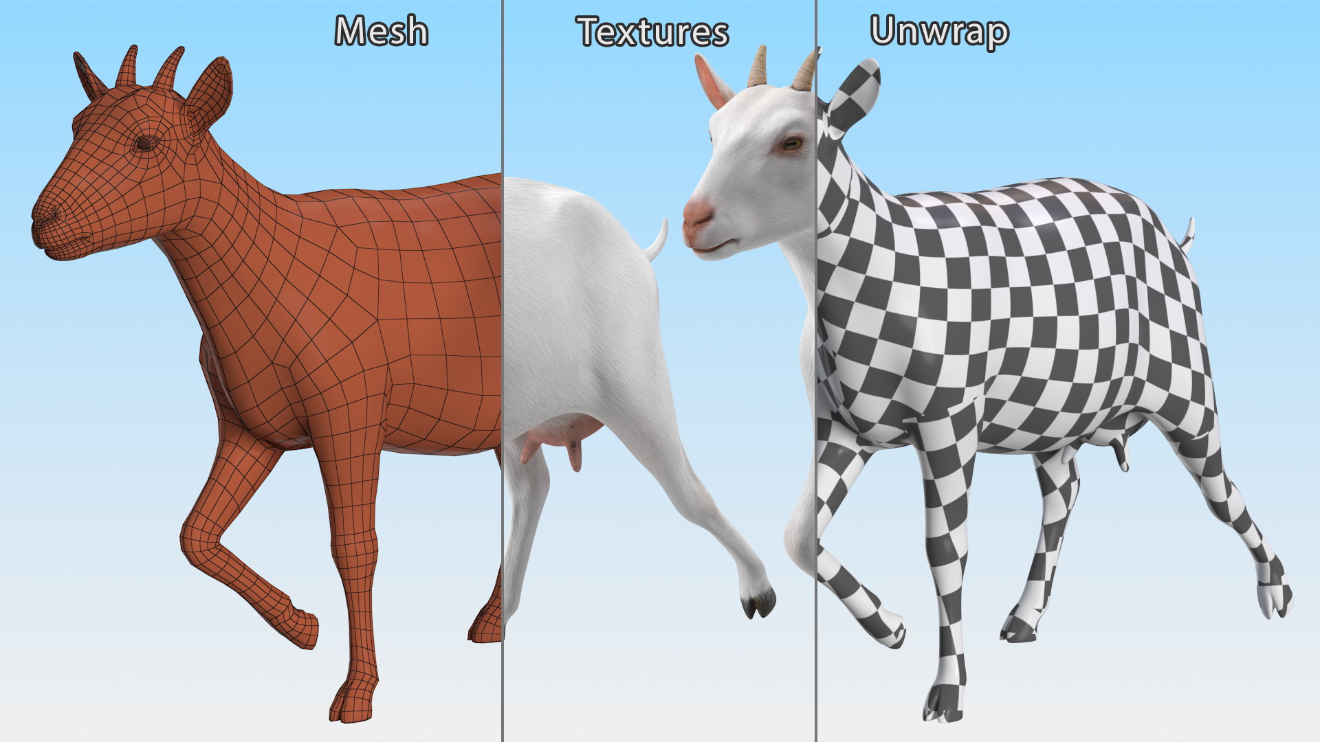 3D White Goat Walking model