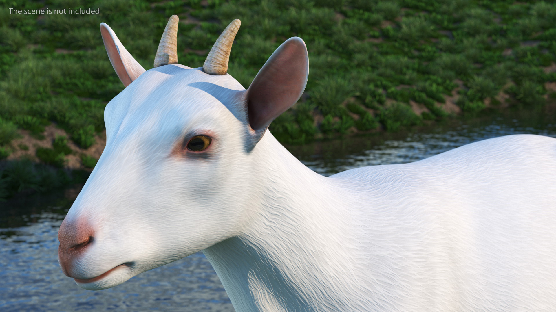 3D White Goat Walking model