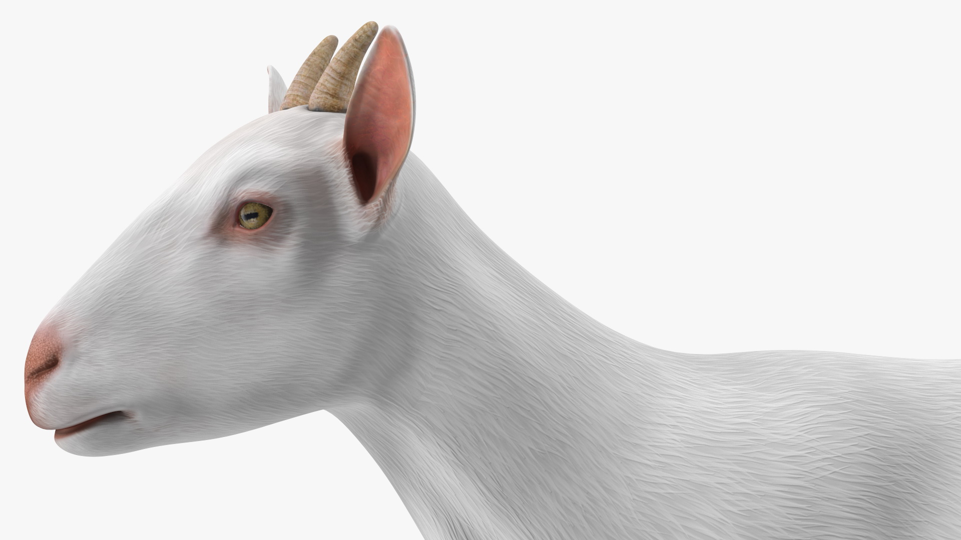 3D White Goat Walking model