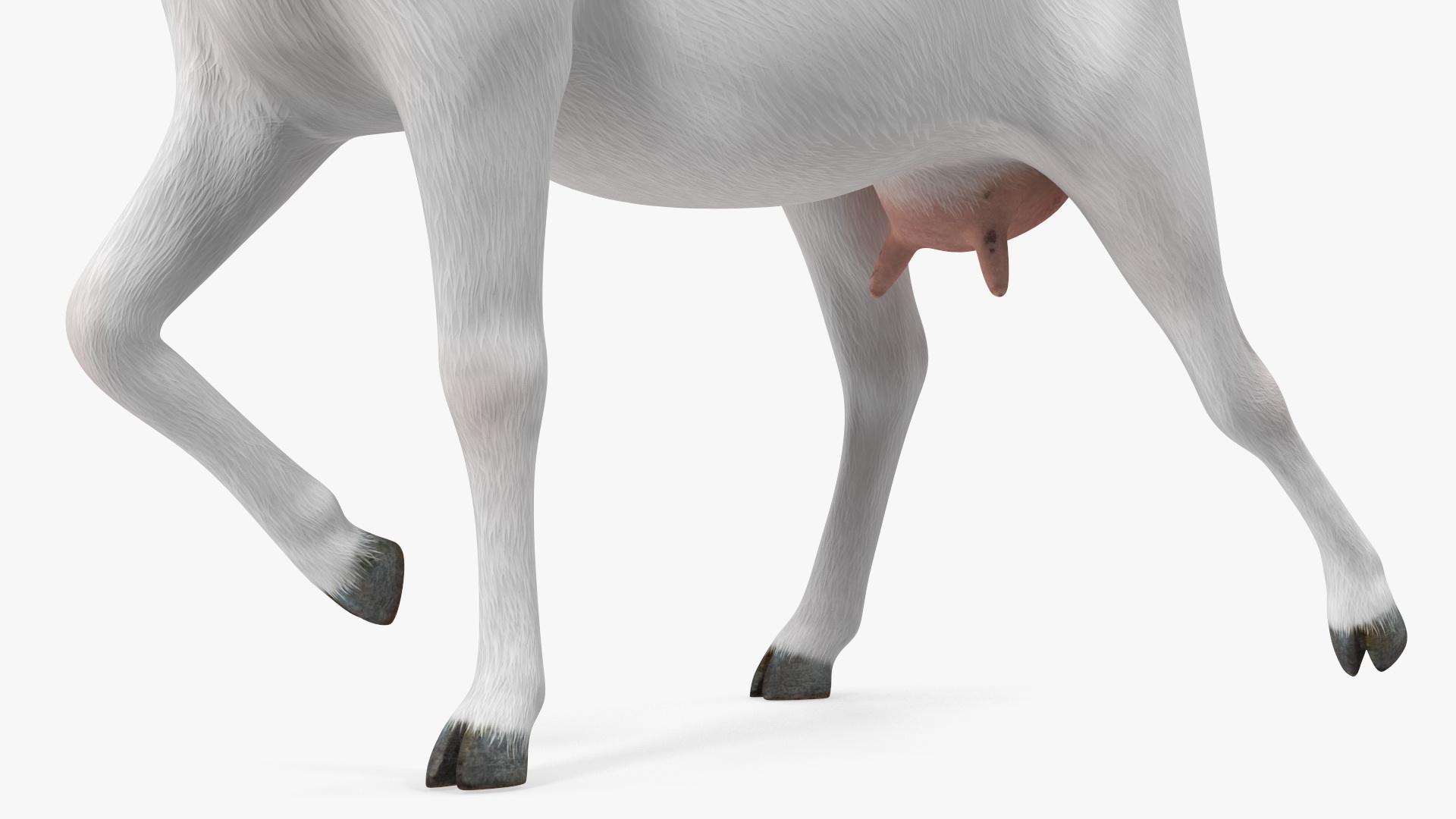 3D White Goat Walking model