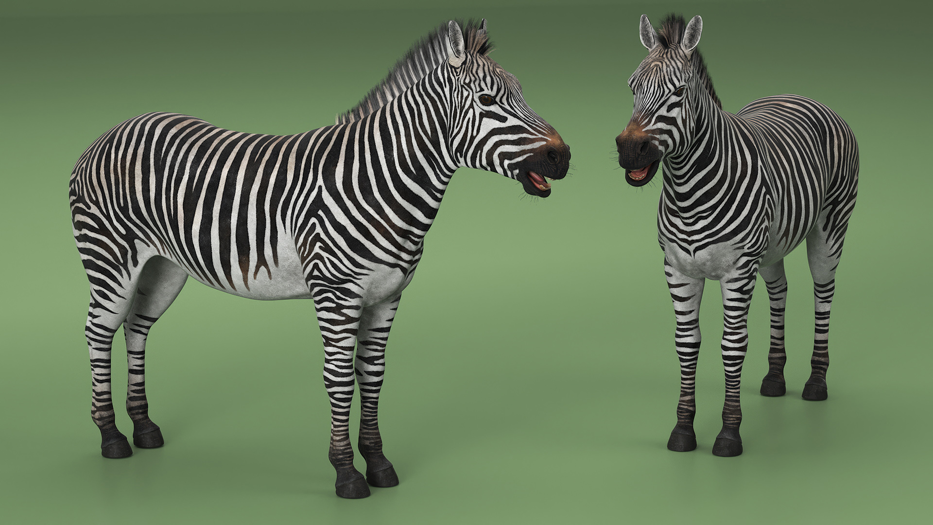 African Zebra Fur 3D