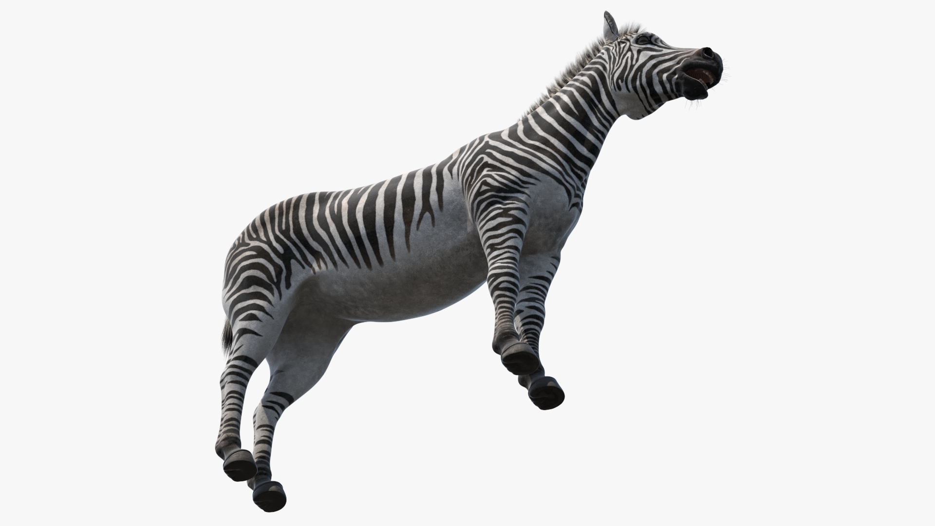 African Zebra Fur 3D