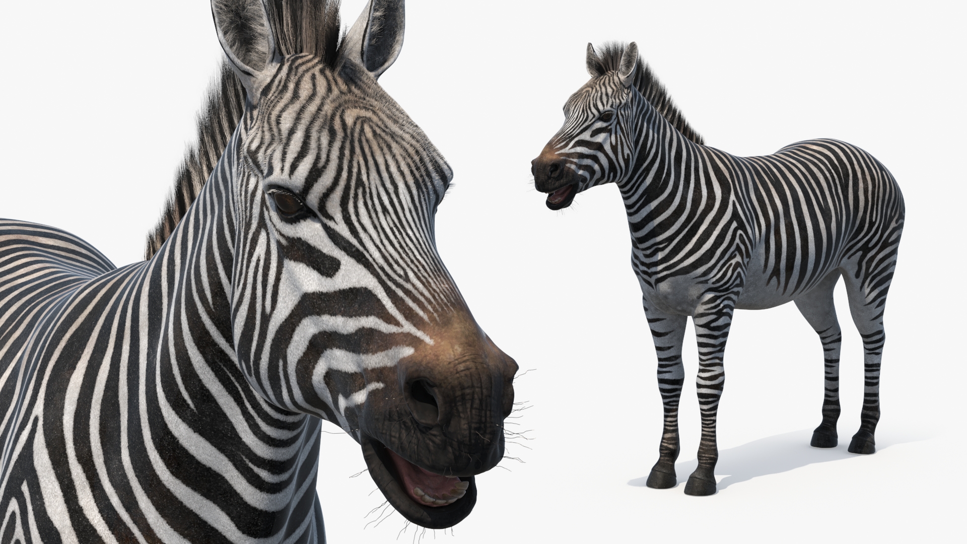 African Zebra Fur 3D